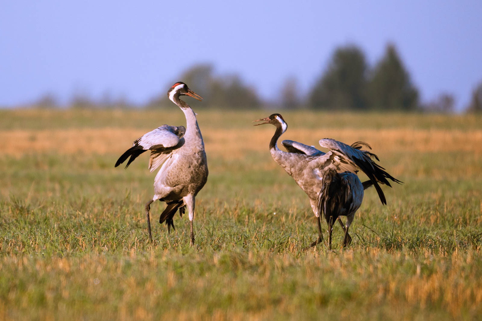 , Велин Александр