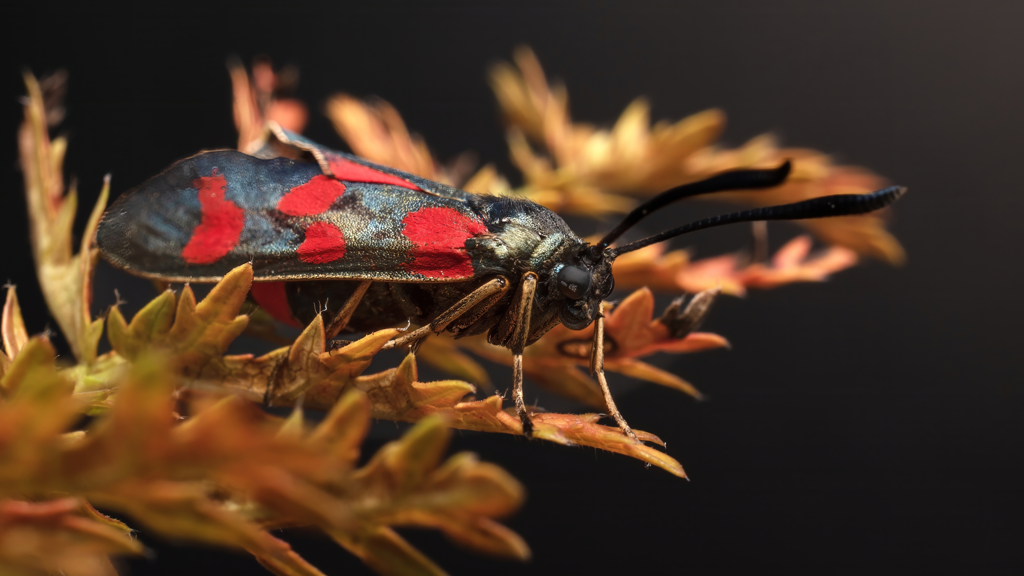 , Людмила Железнова