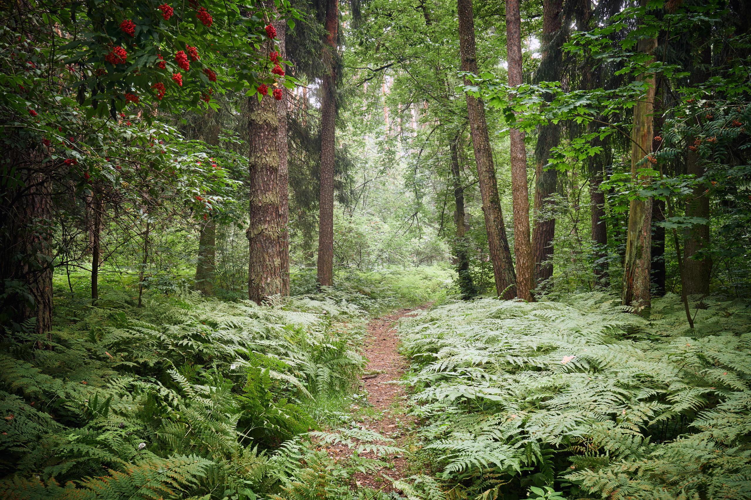 лес, деревья, листва, свет, Валерий Вождаев