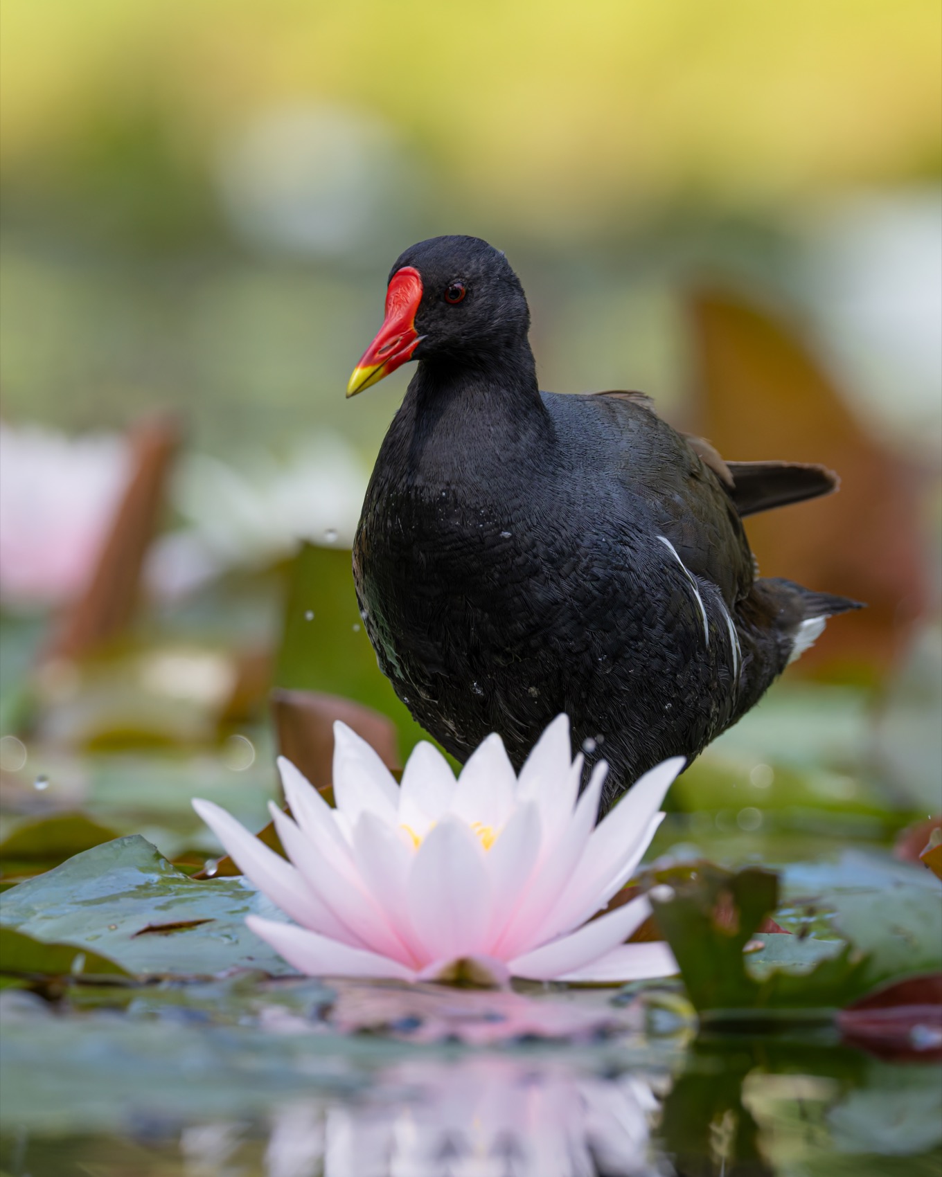 кувшинка, камышница, пруд, птицы, Руслан Pl