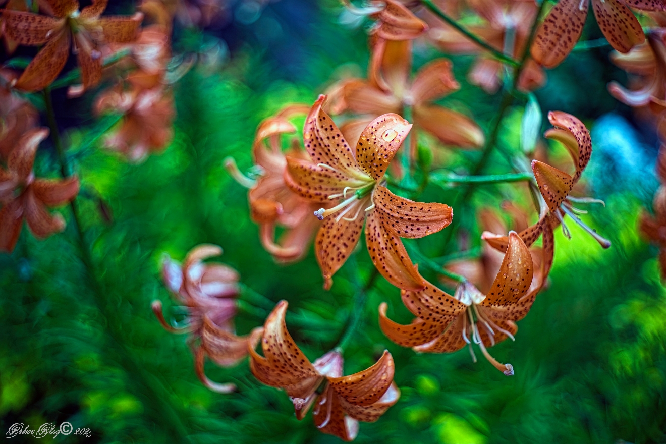 , Орлов Олег