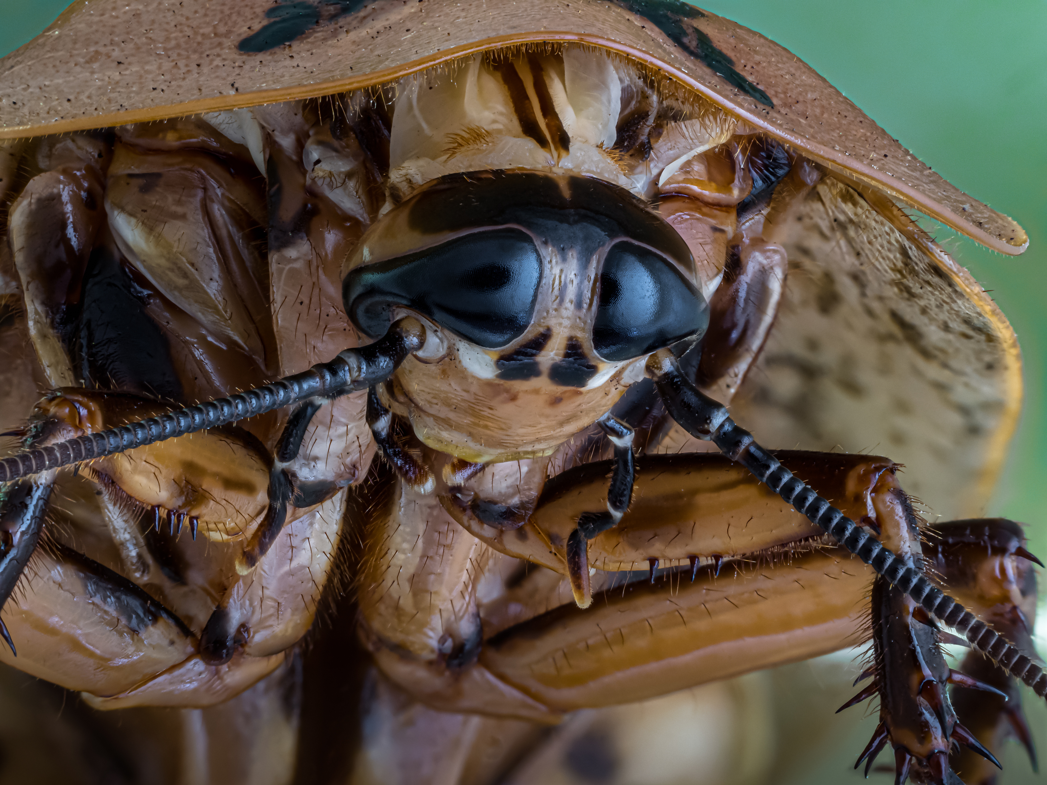 , Олег Савицкий