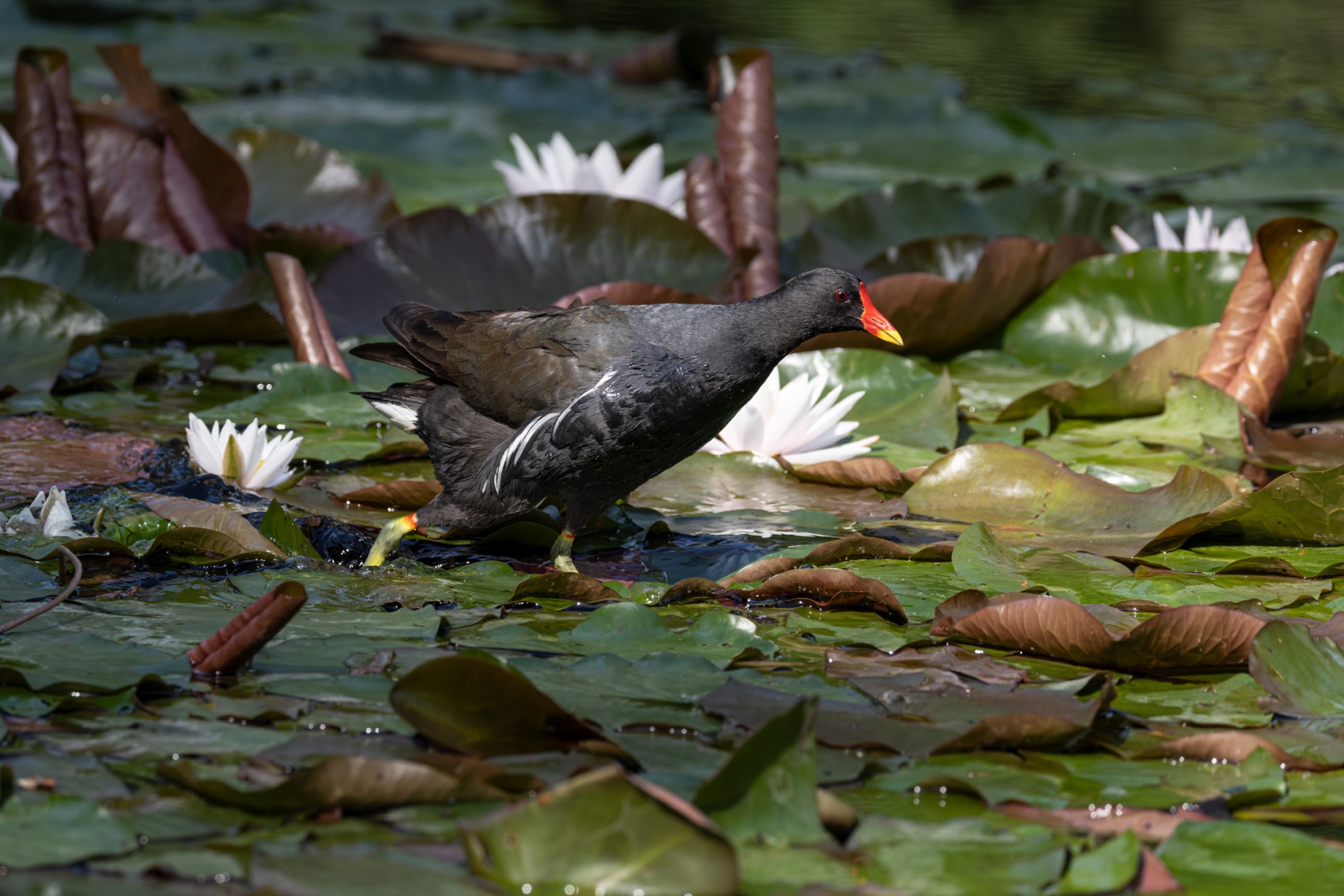 кувшинка, камышница, пруд, птицы, Руслан Pl