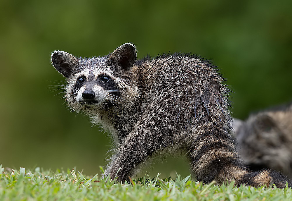 енот обыкновенный, енот-полоскун, raccoon, енот, дикие животные, животные, animals, Etkind Elizabeth