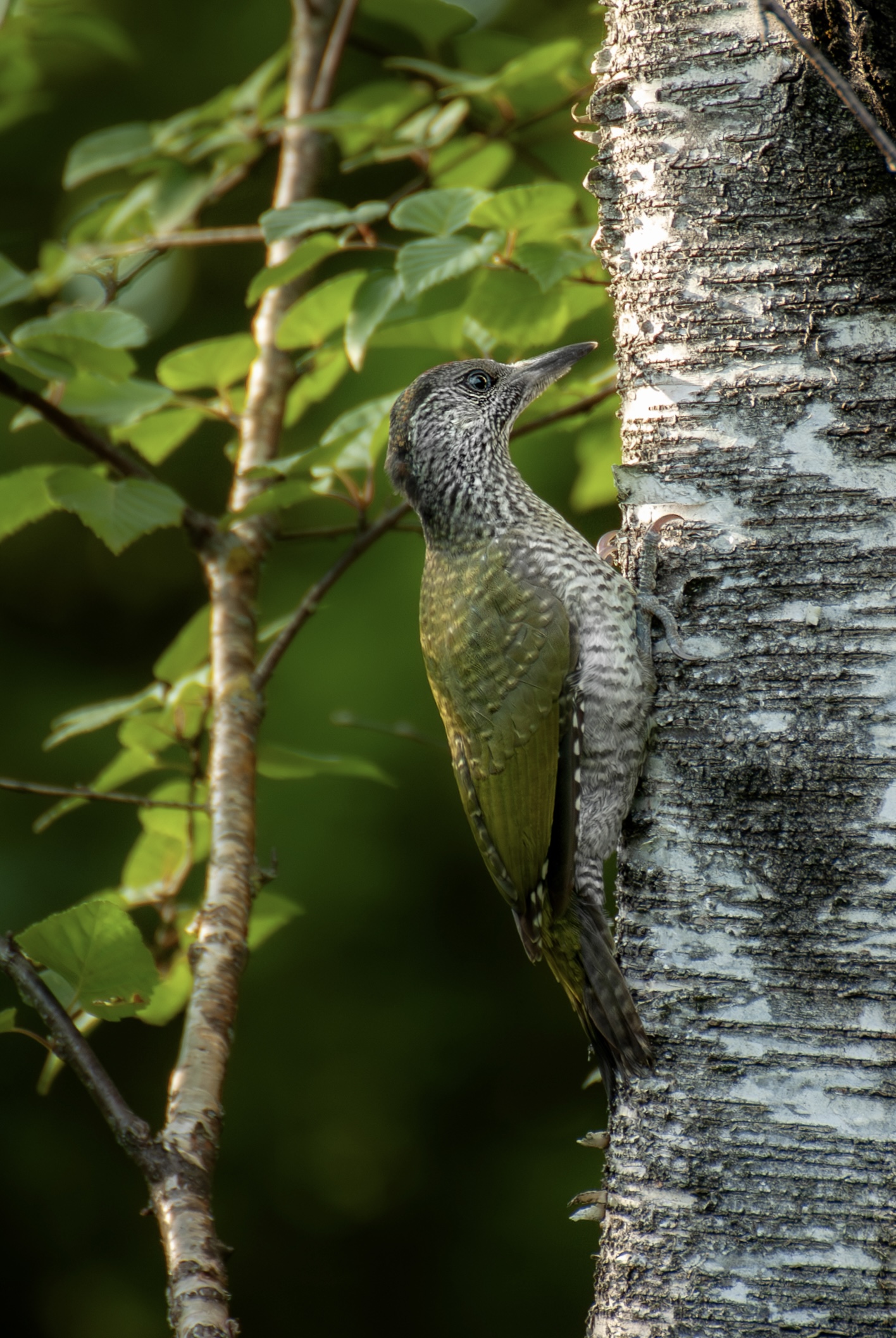 , Сергей Тихомиров