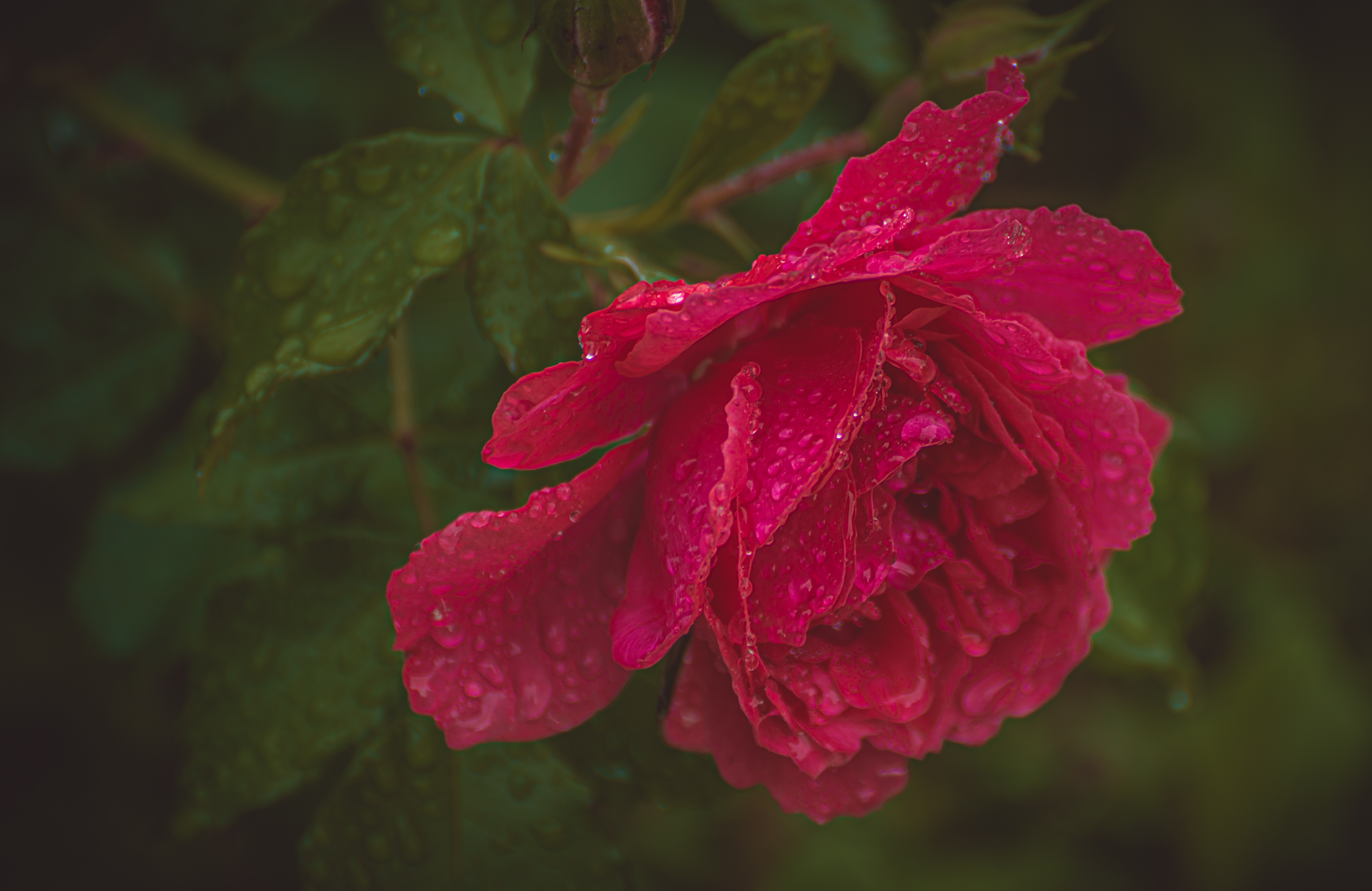 , Кокорин Алексей