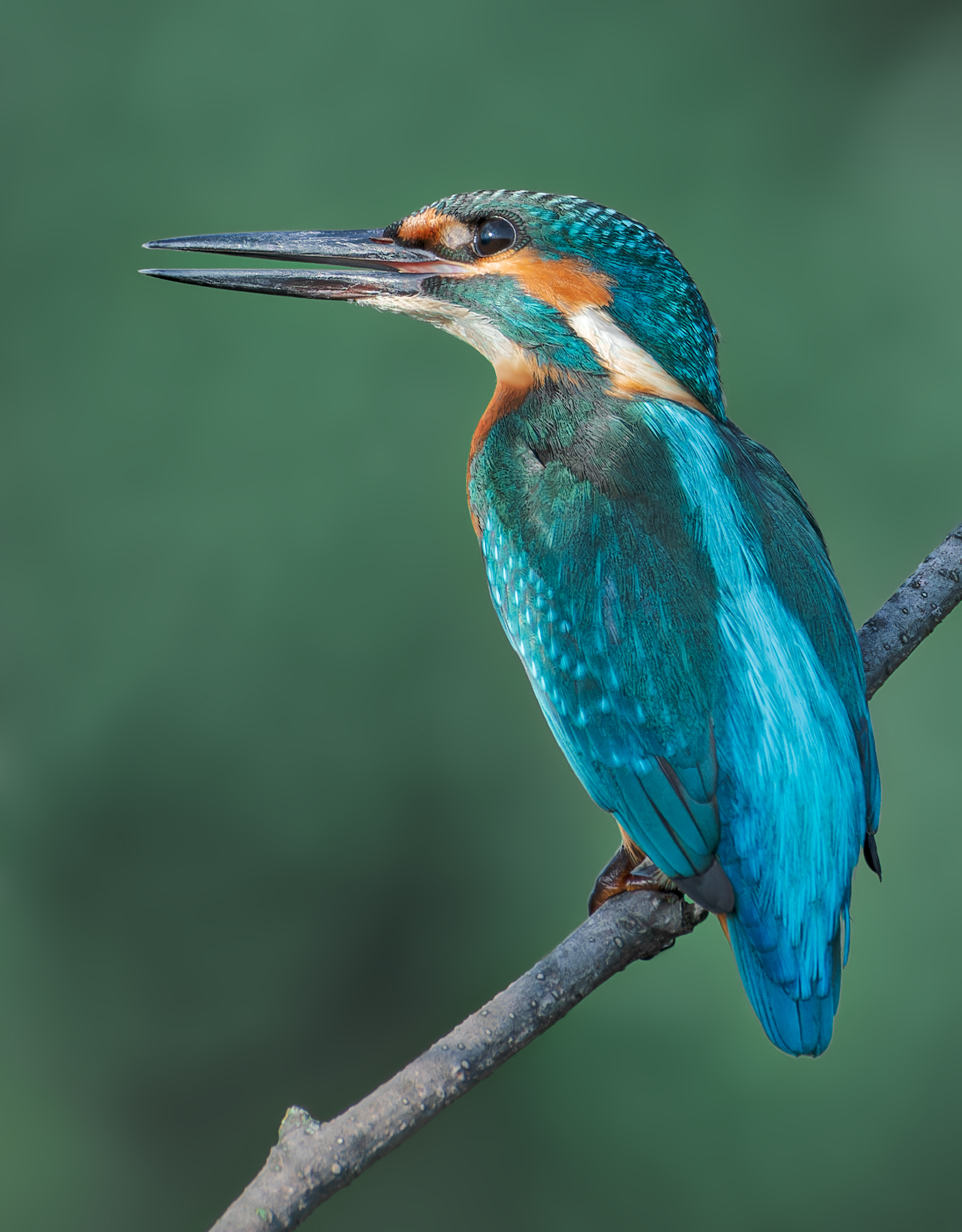 , Фото Александр