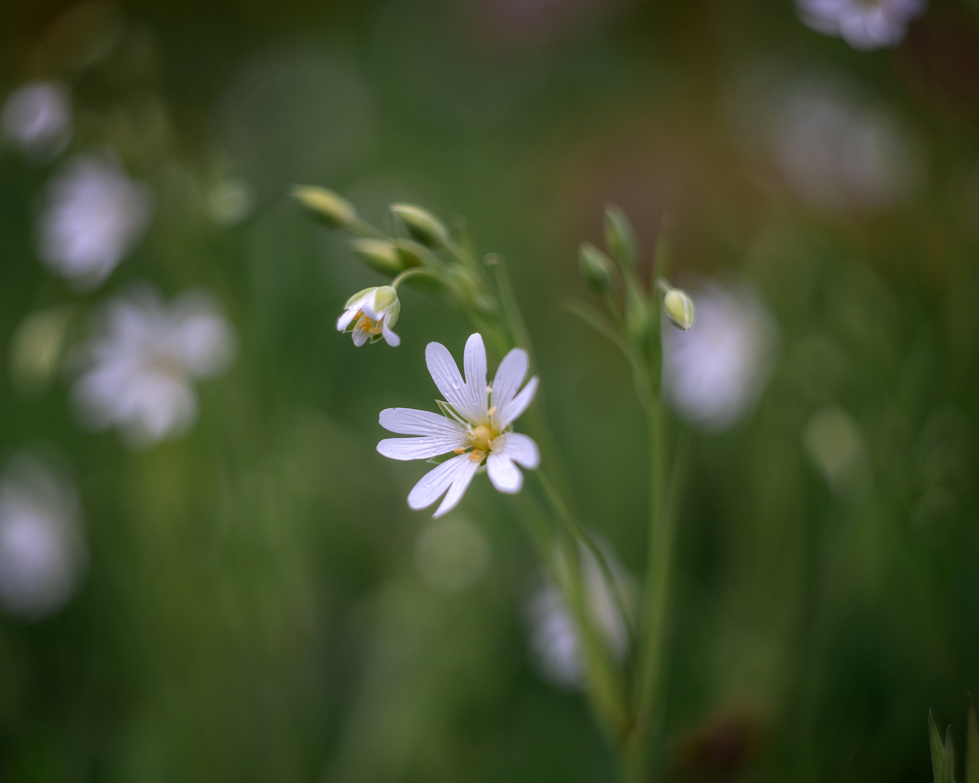 звездчатка, цветы, природа, флора, весна, Людмила Завьялова