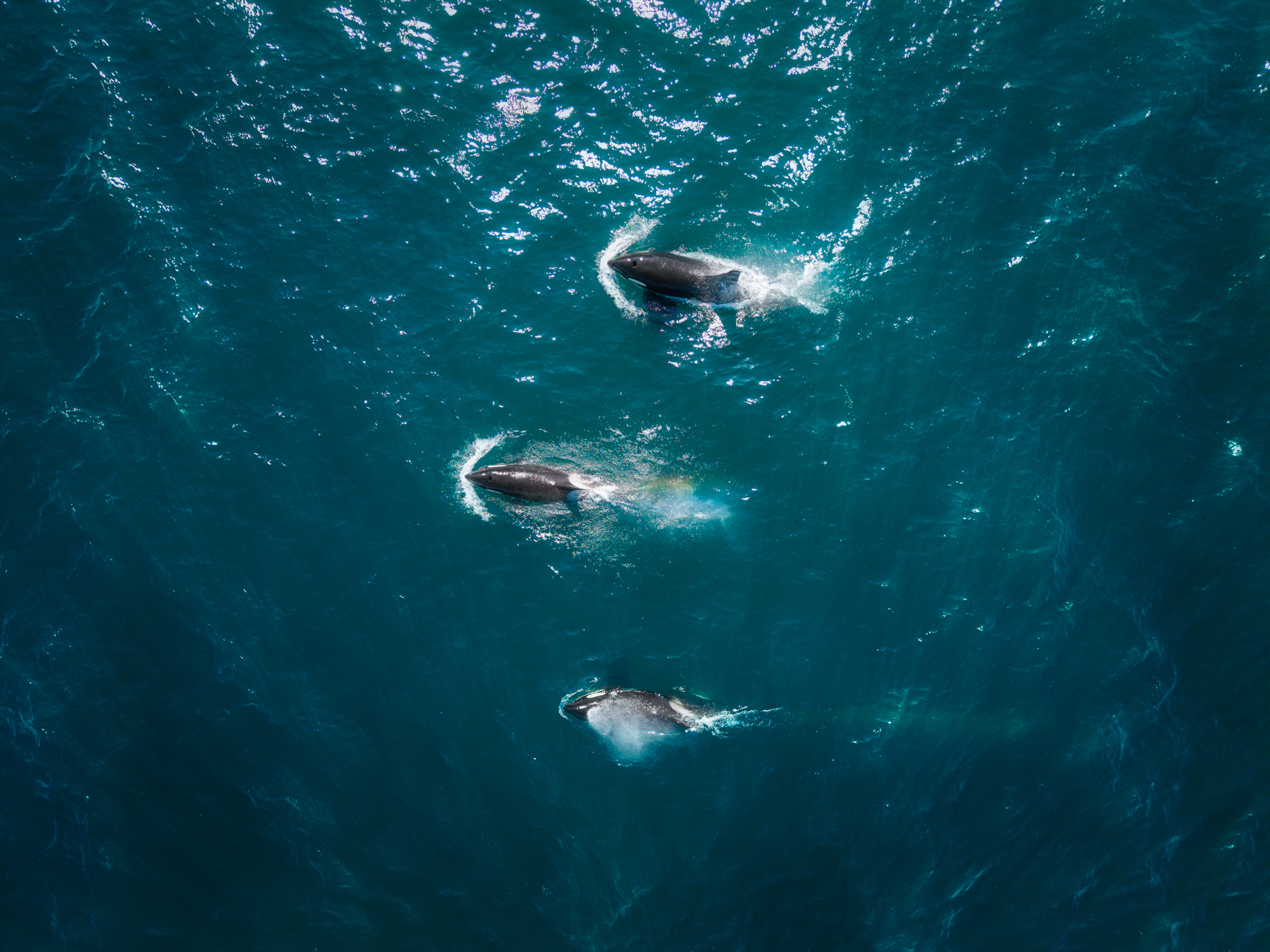 , Антон Агарков