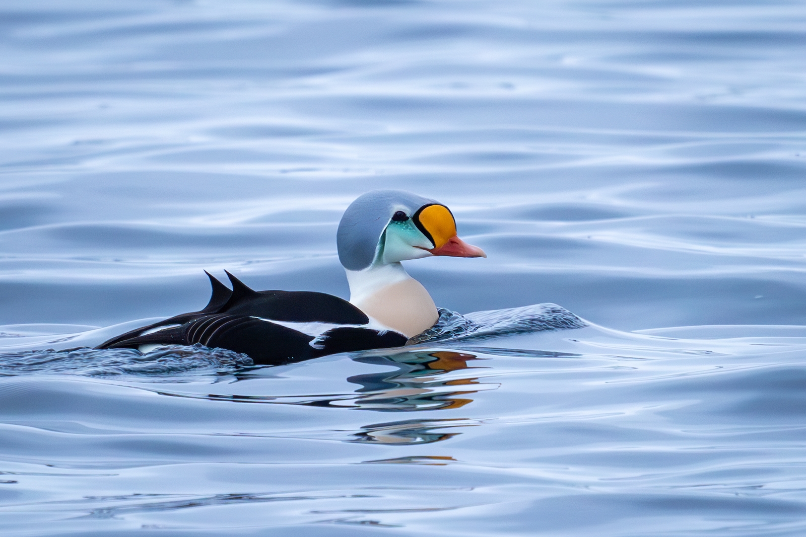 гребенушка, гага-гребенушка, гага, утка, птицы, животные, somateria spectabilis, Герасименко Римма