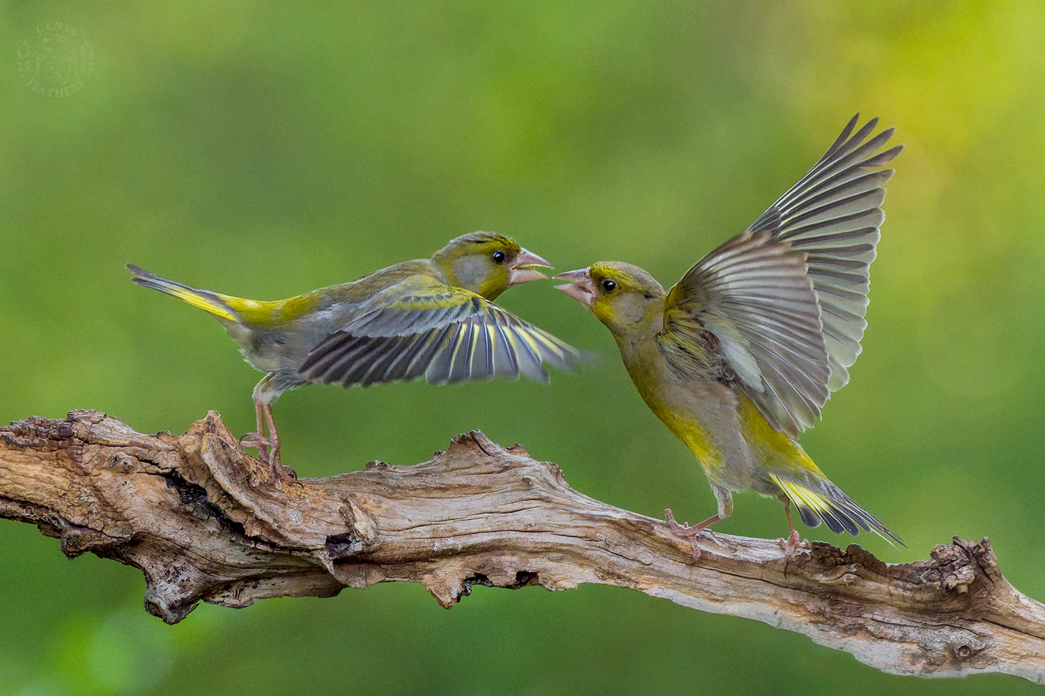 , Евгени Стефанов