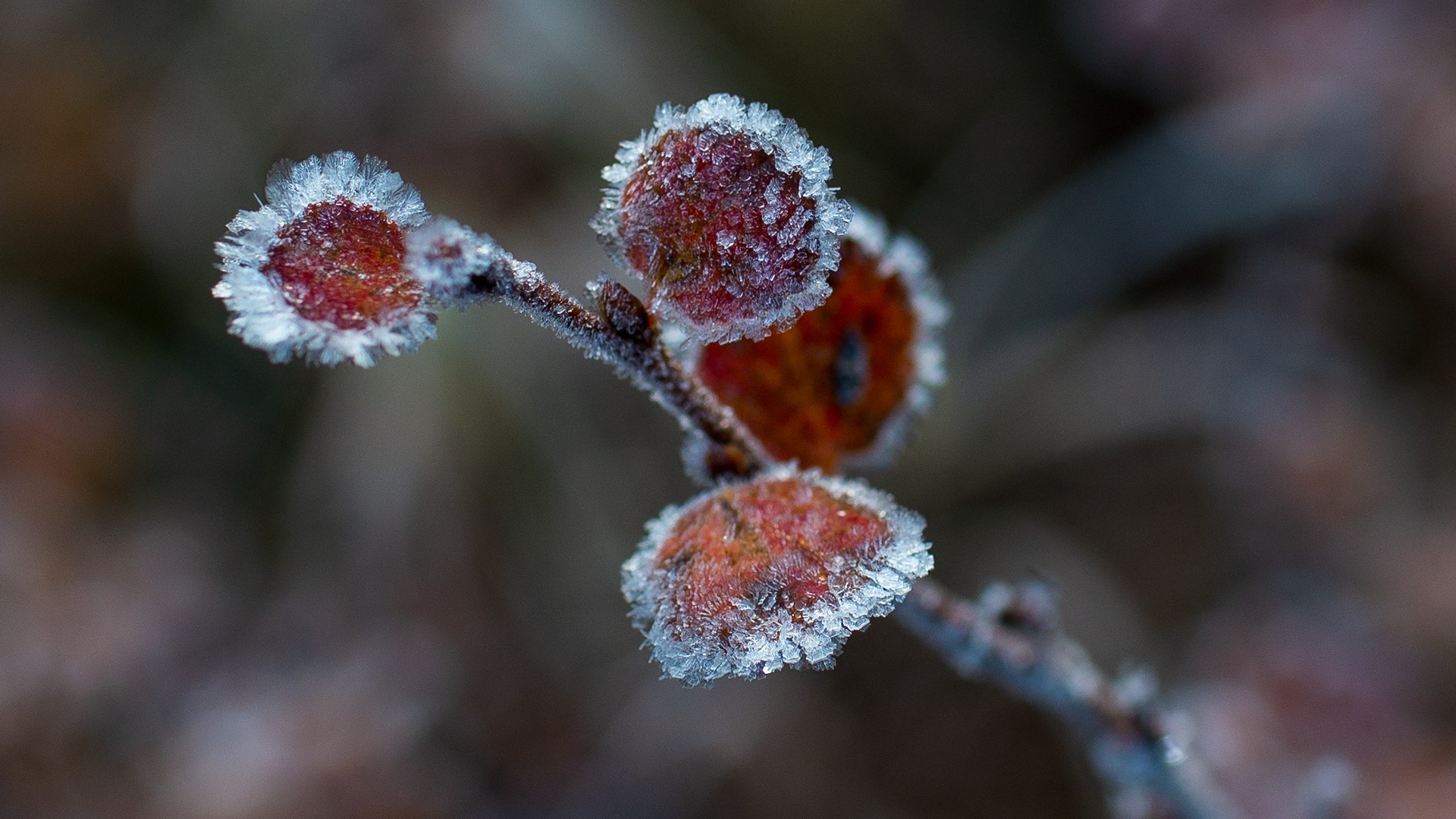 , Беляев Юрий