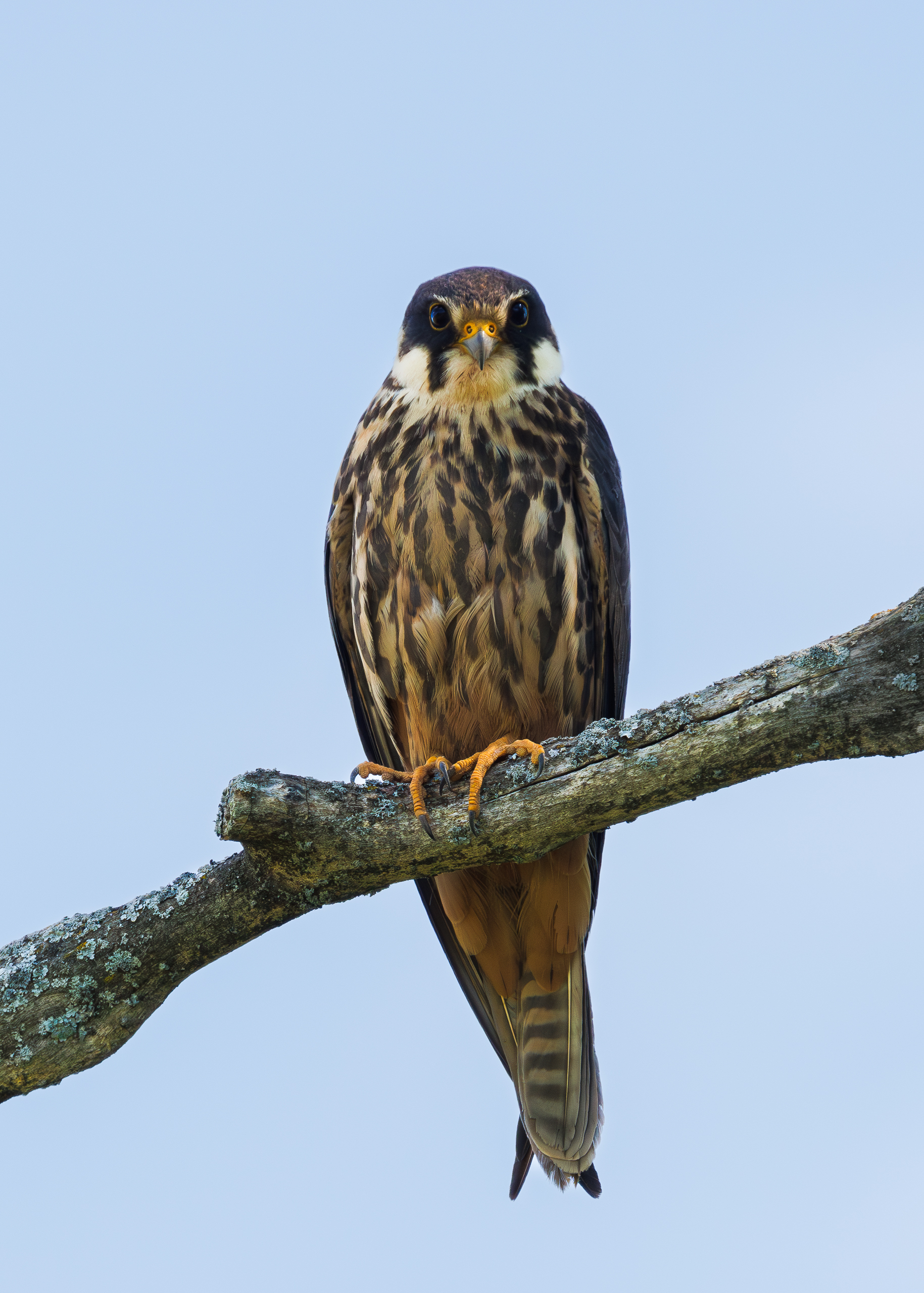 , Гильманов Артур