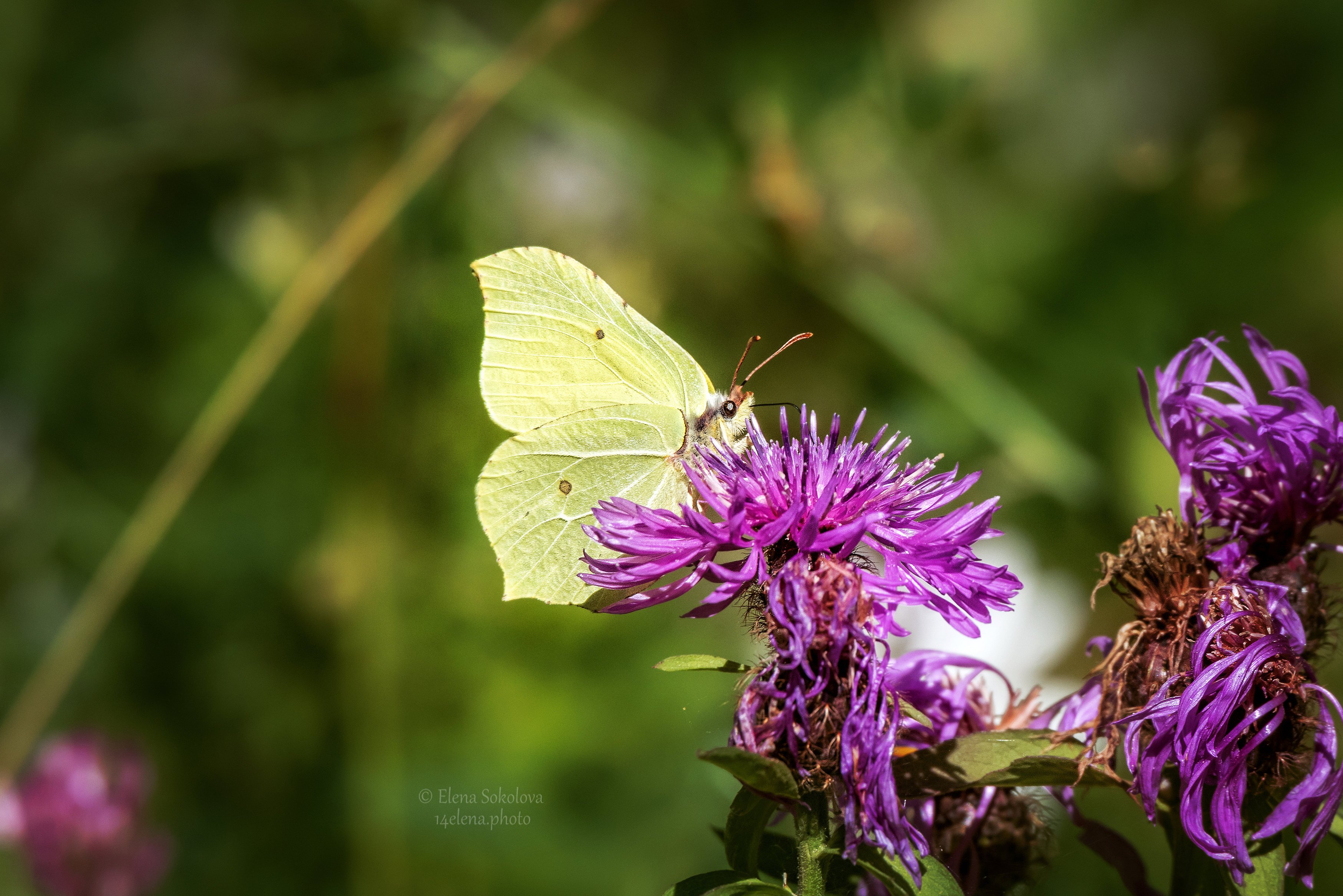 бабочка, лимонница, Соколова Елена