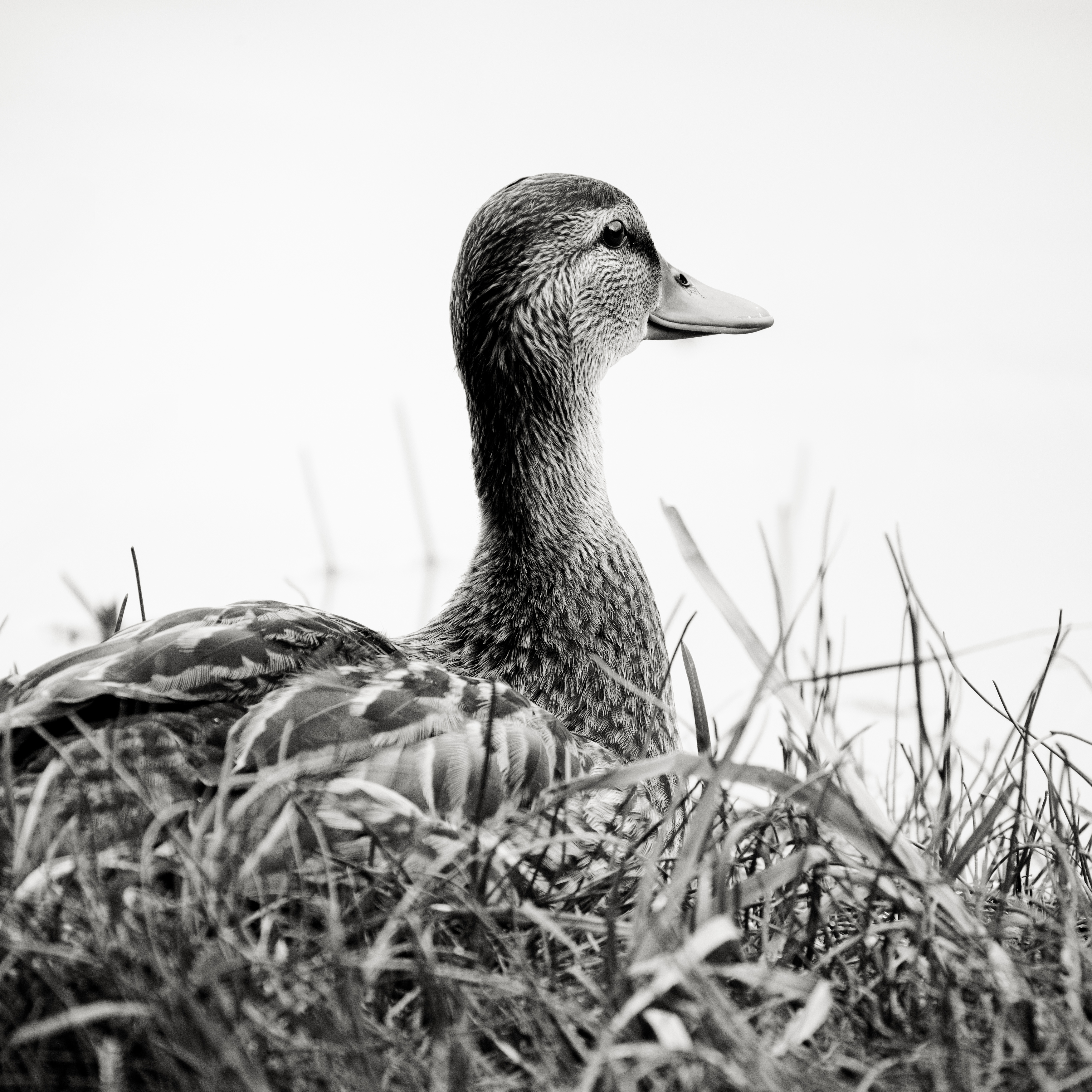 , ssmirs Сергей