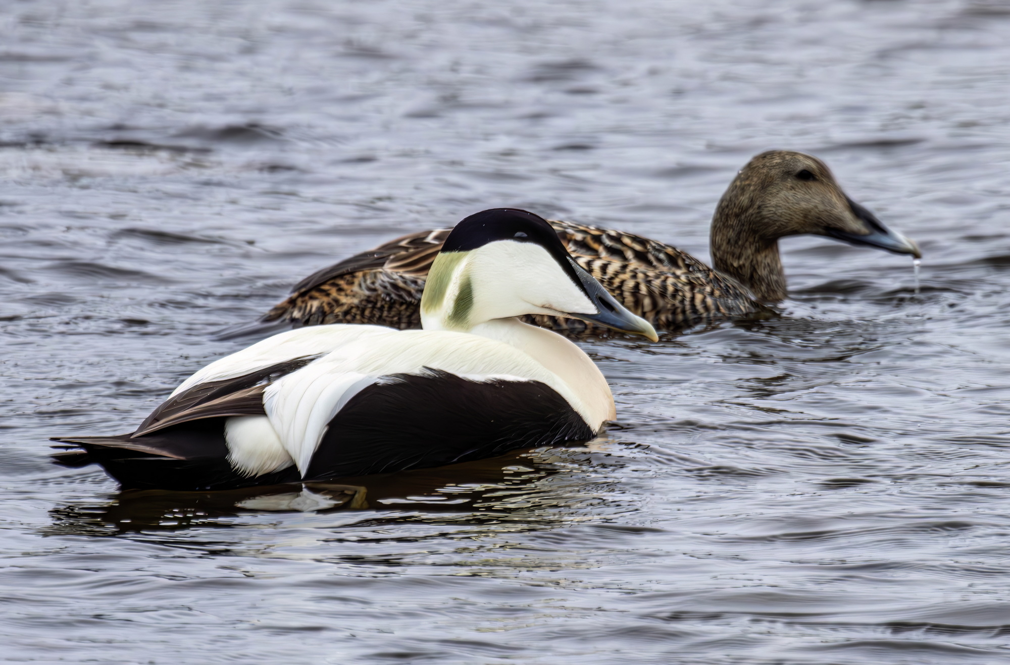 , Волынский Виктор