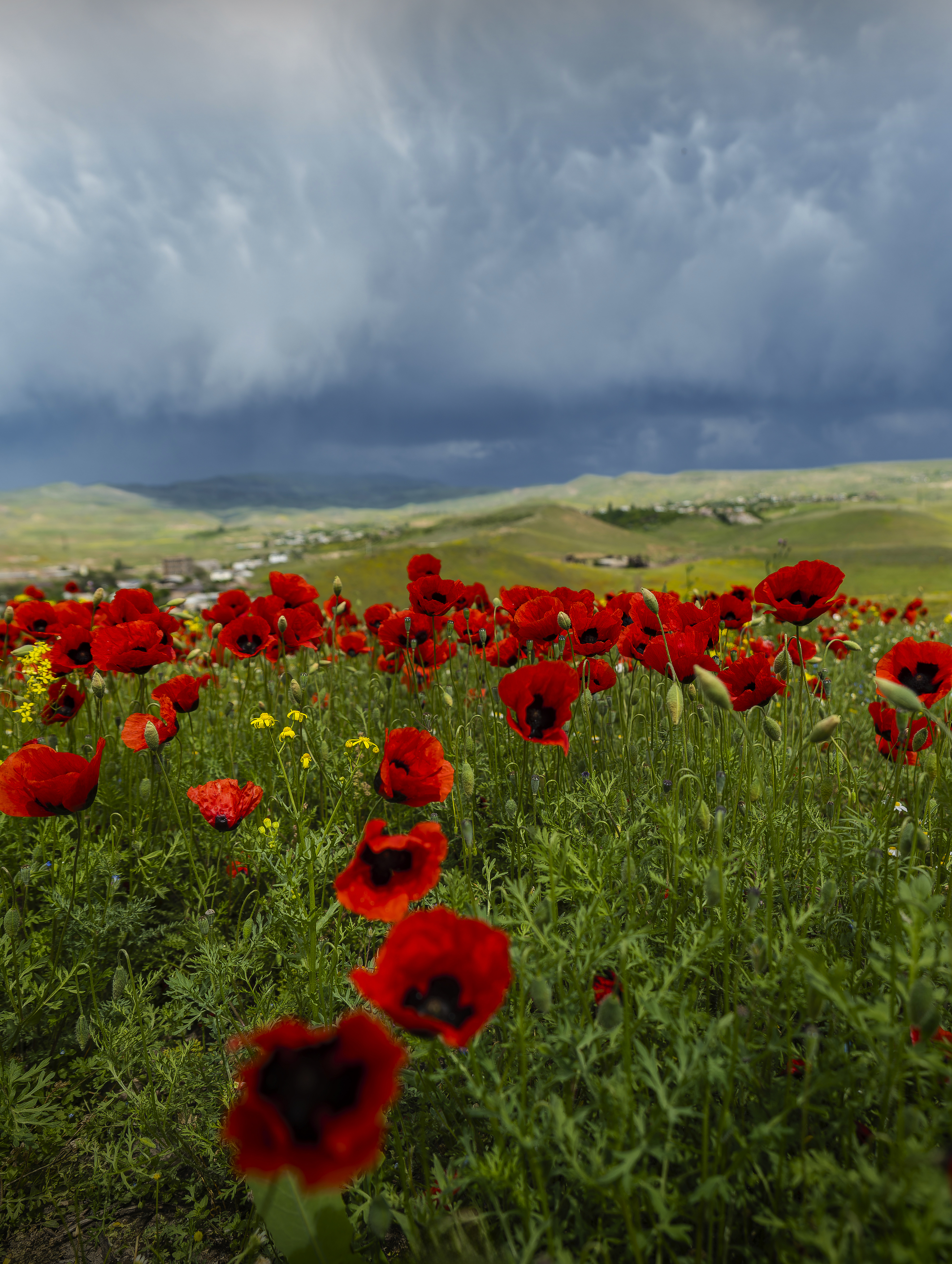 маки армения небо поле, Игорь Юркин