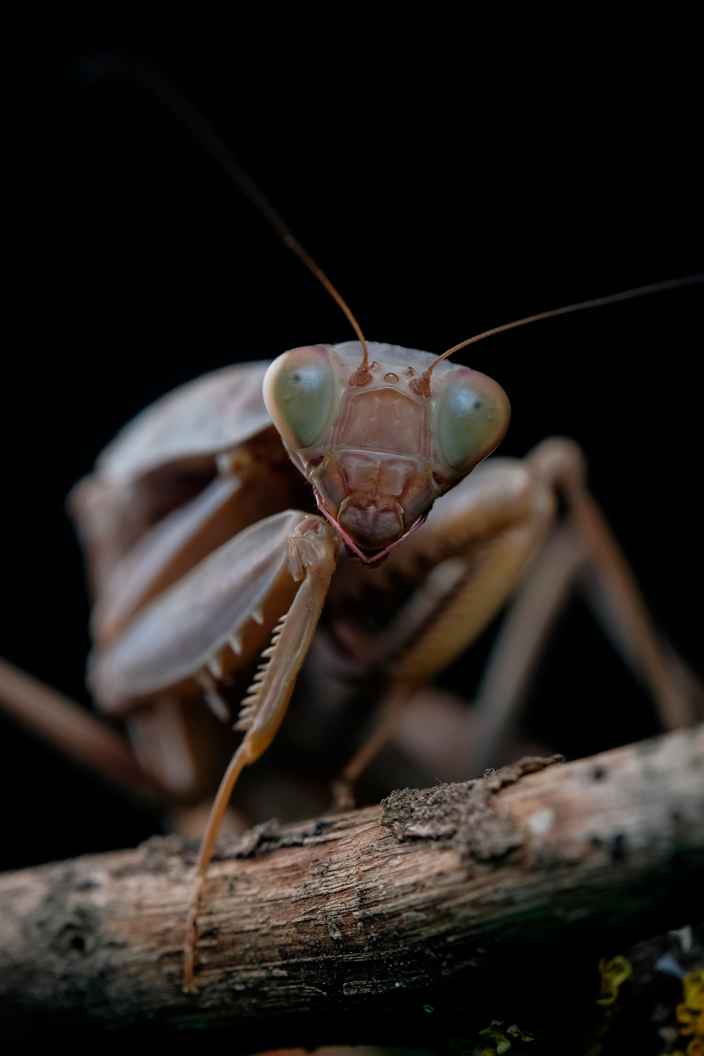 , Васильев Роман