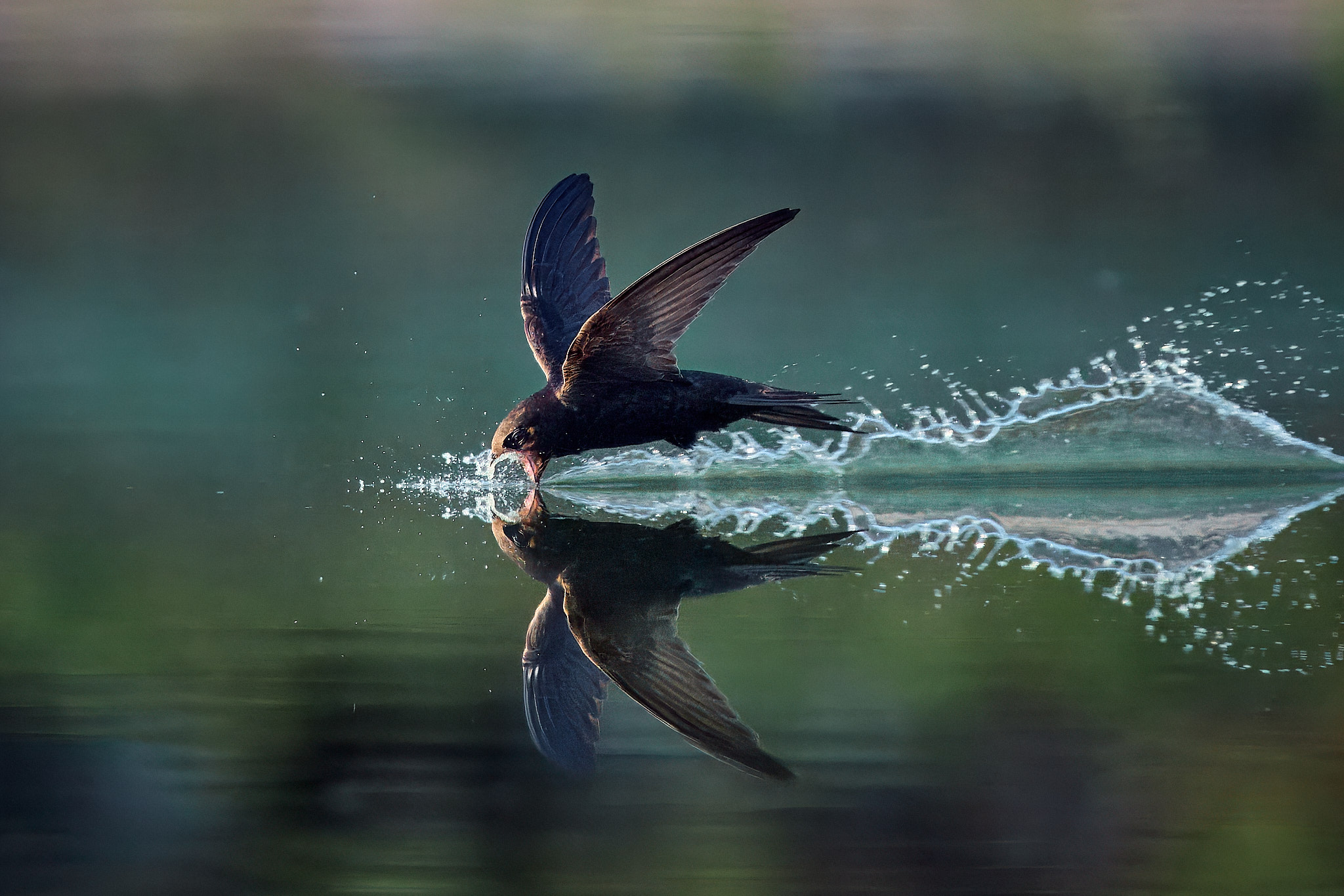 черный стриж полет птица, Mikhail Khmelevskiy