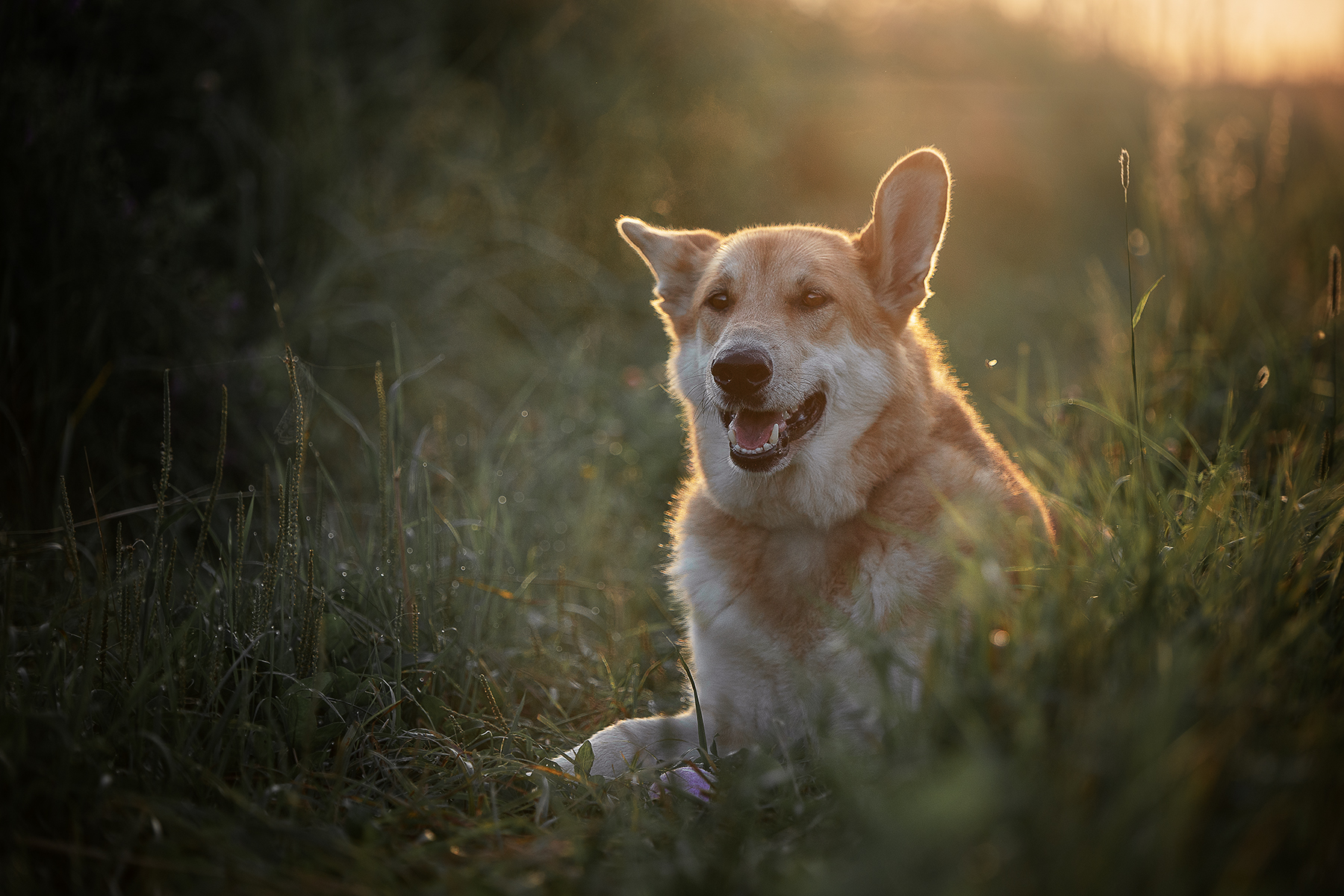 , Елена Самусенкова