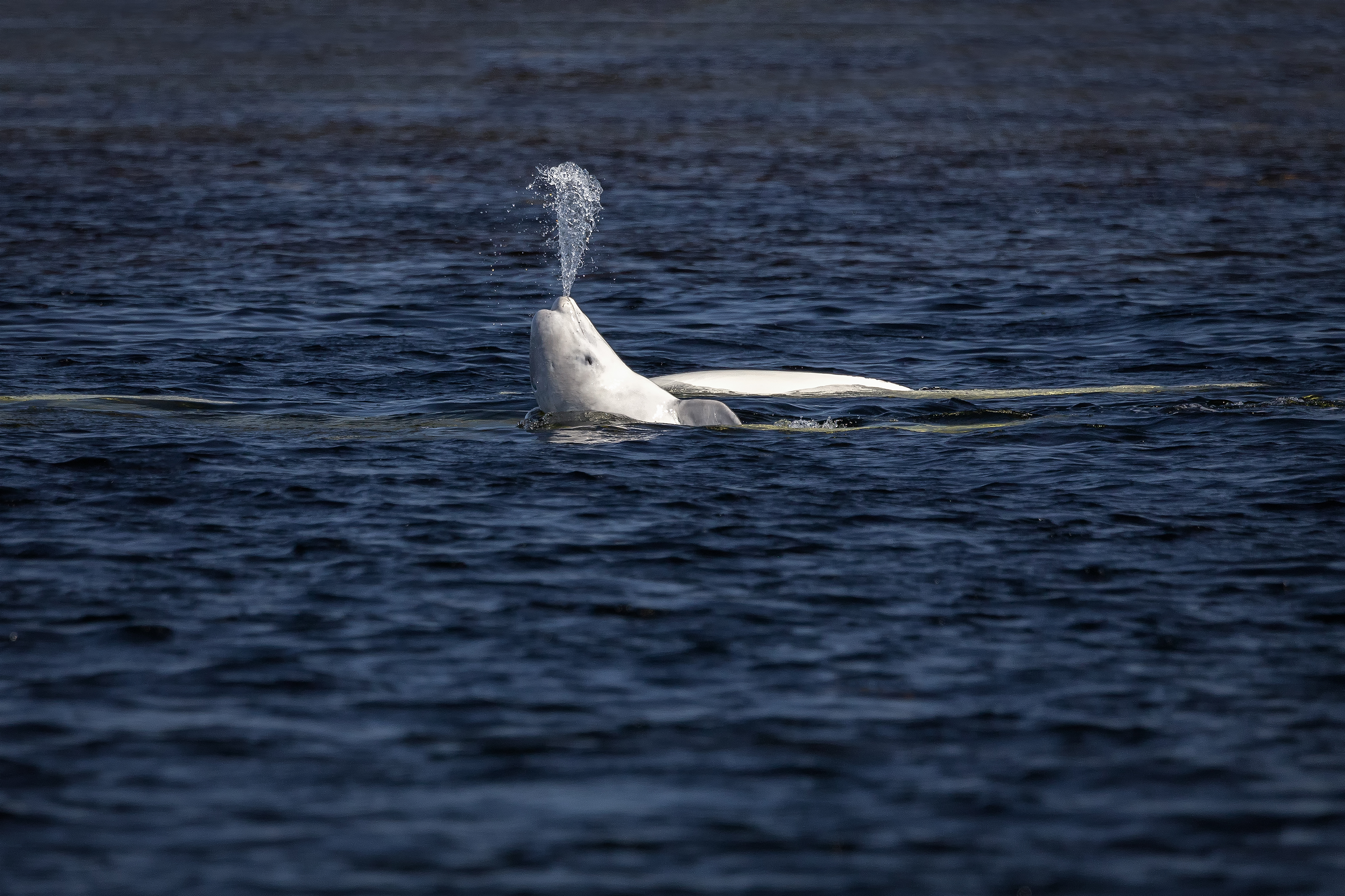 Соловки, Гусева Елена