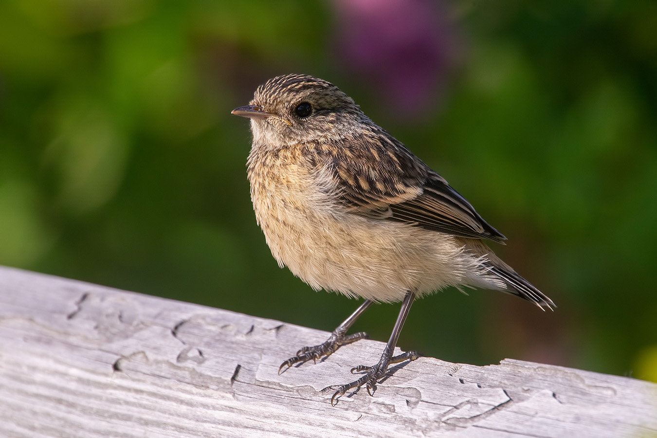 птица, лето, Владимир Письмак