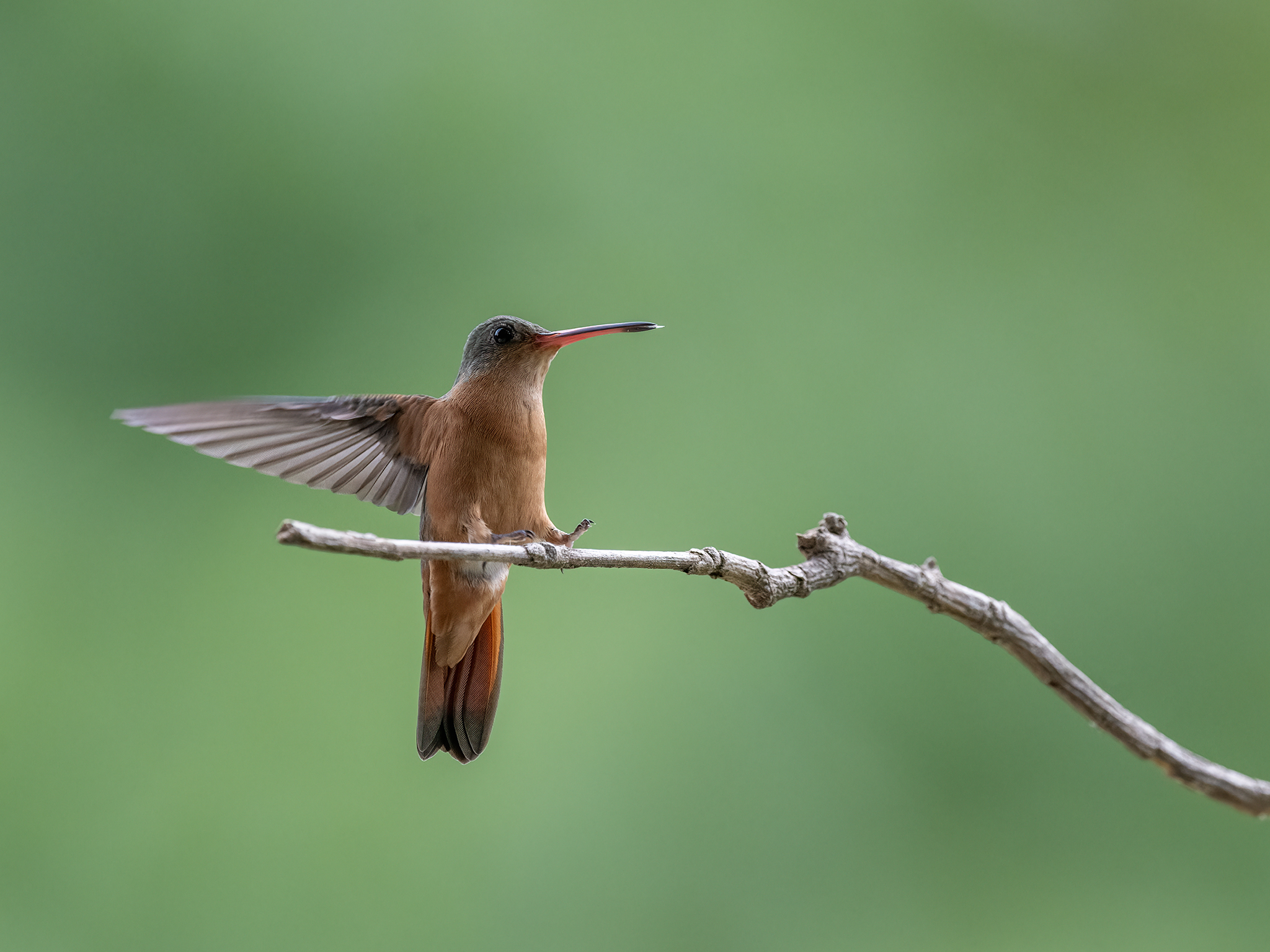 , Fernando Burgalin Sequeira