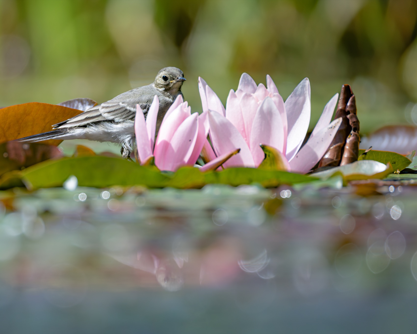 трясогузка,кувшинка,кувшинки,пруд,нимфея, Руслан Pl