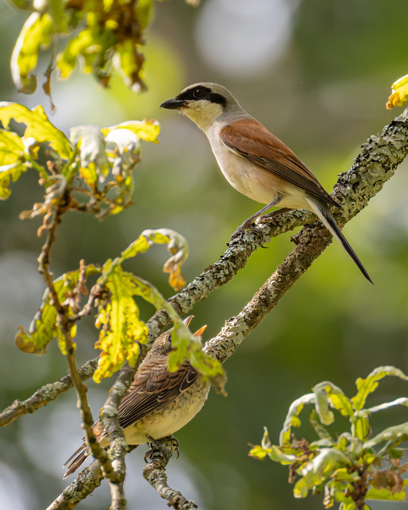 жулан, птицы, птенец, слеток, Руслан Pl