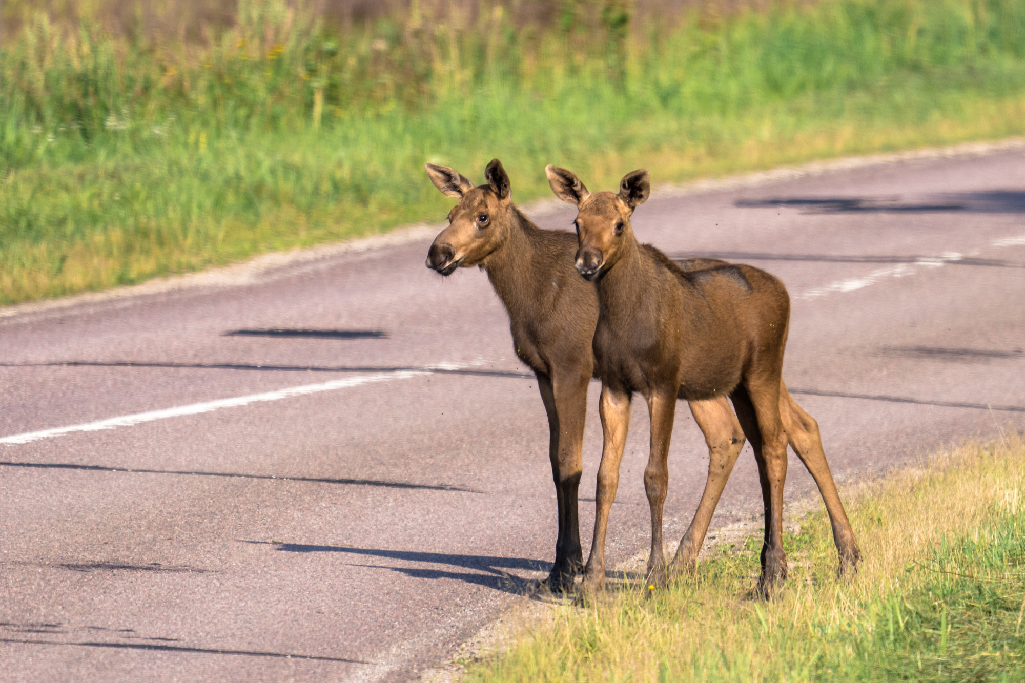 , Велин Александр