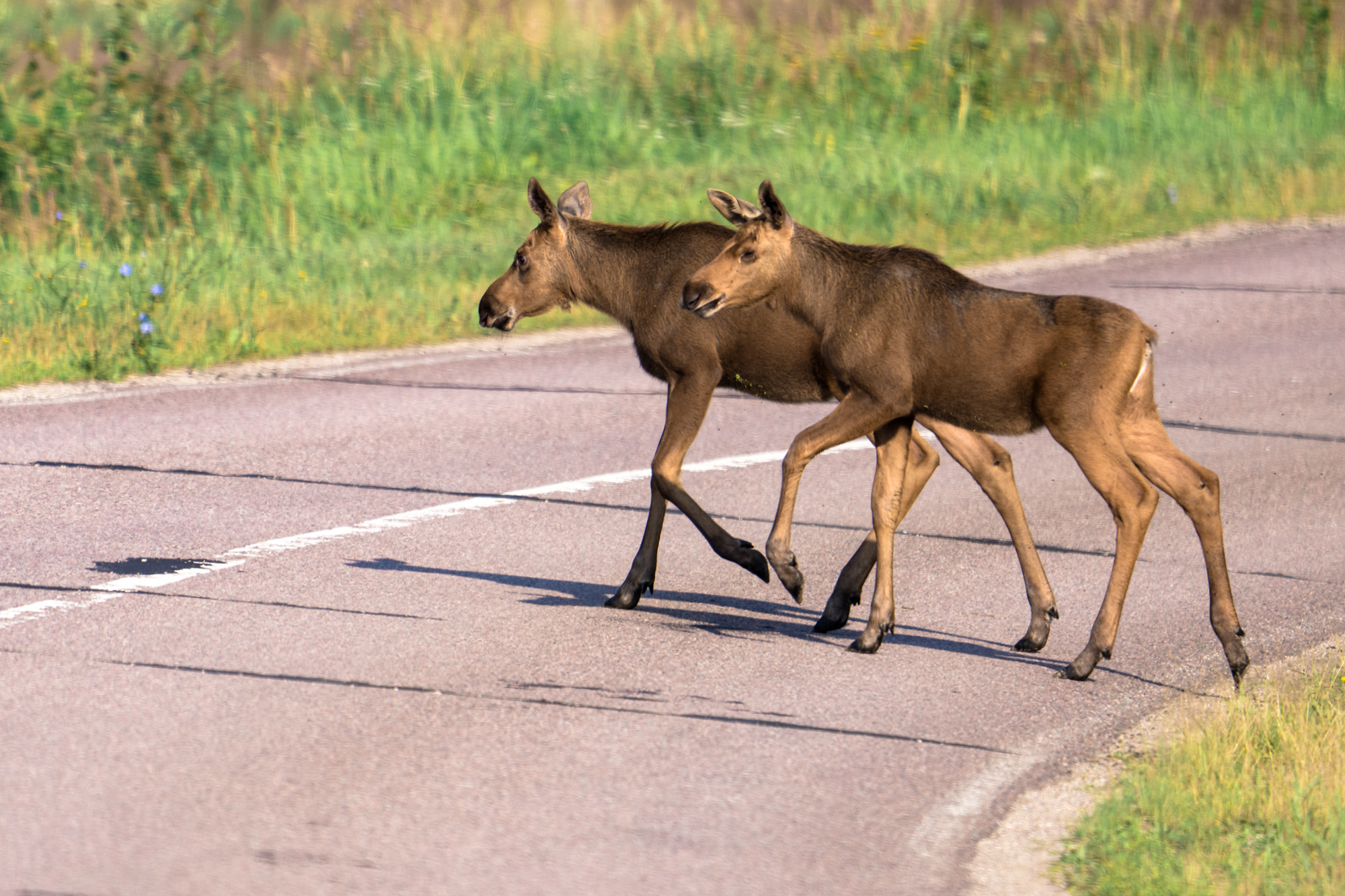 лоси, Велин Александр