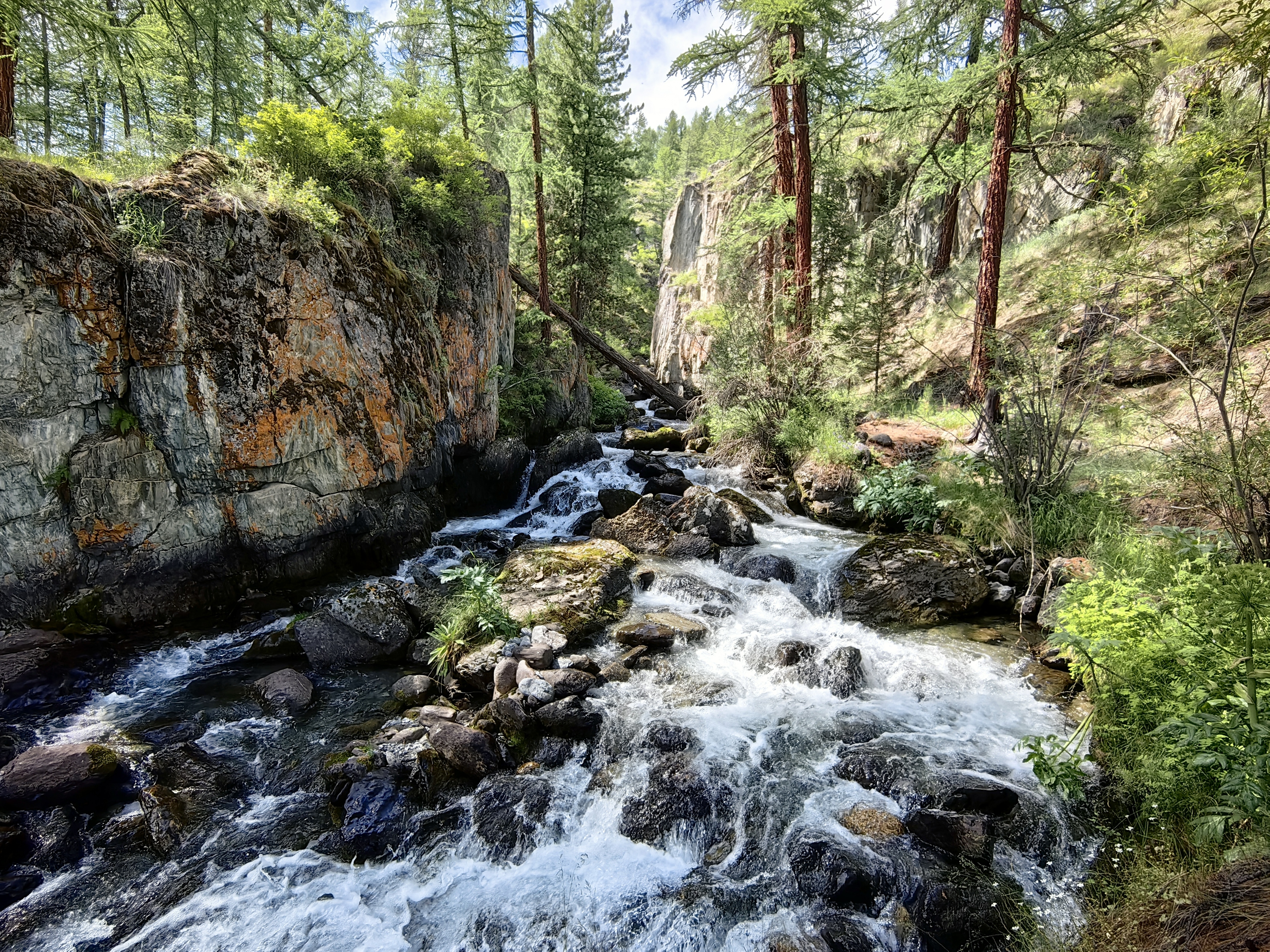 природа,алтай,река,скалы,деревья,, Козлова Галина