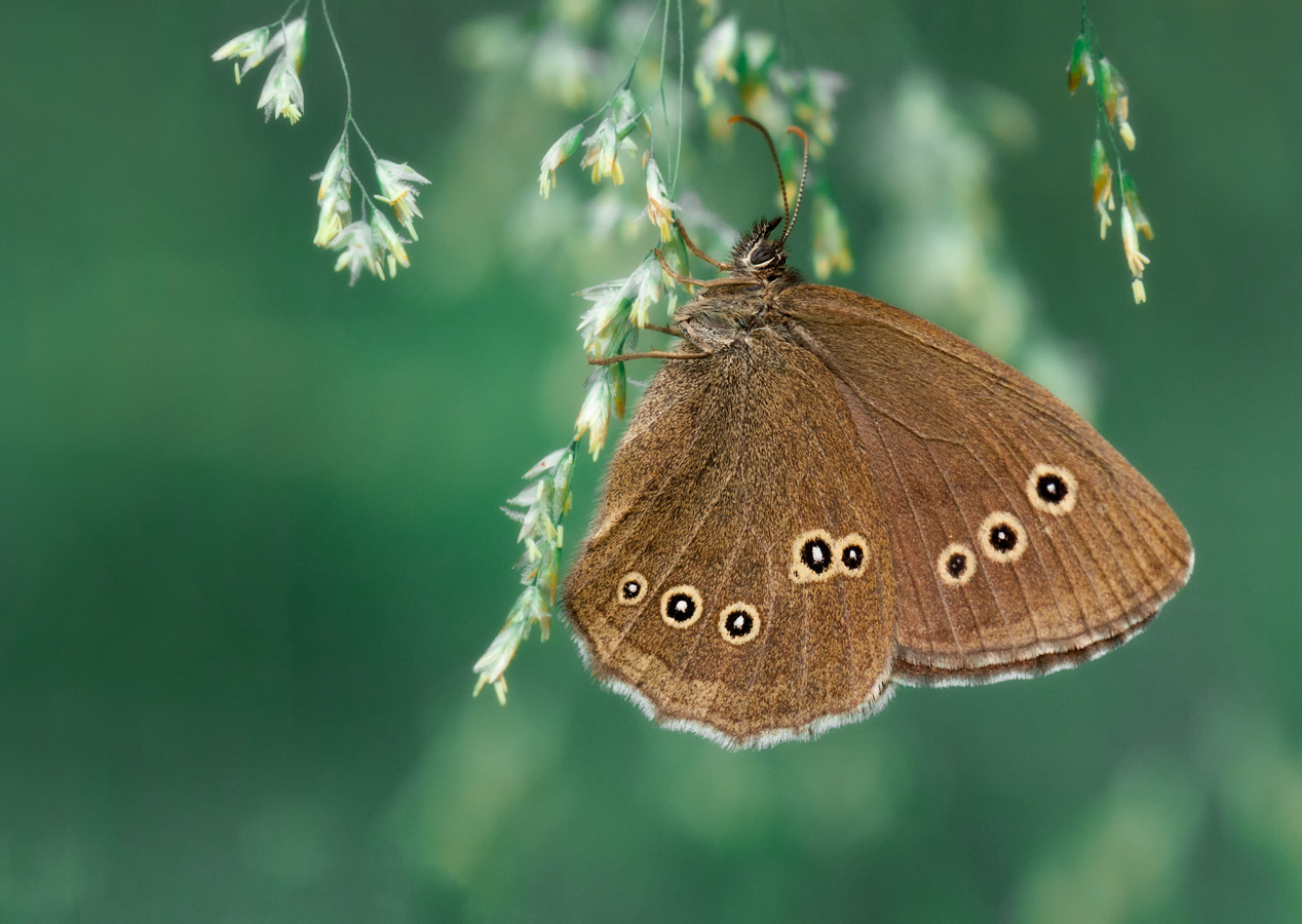 , Олег Тыркин