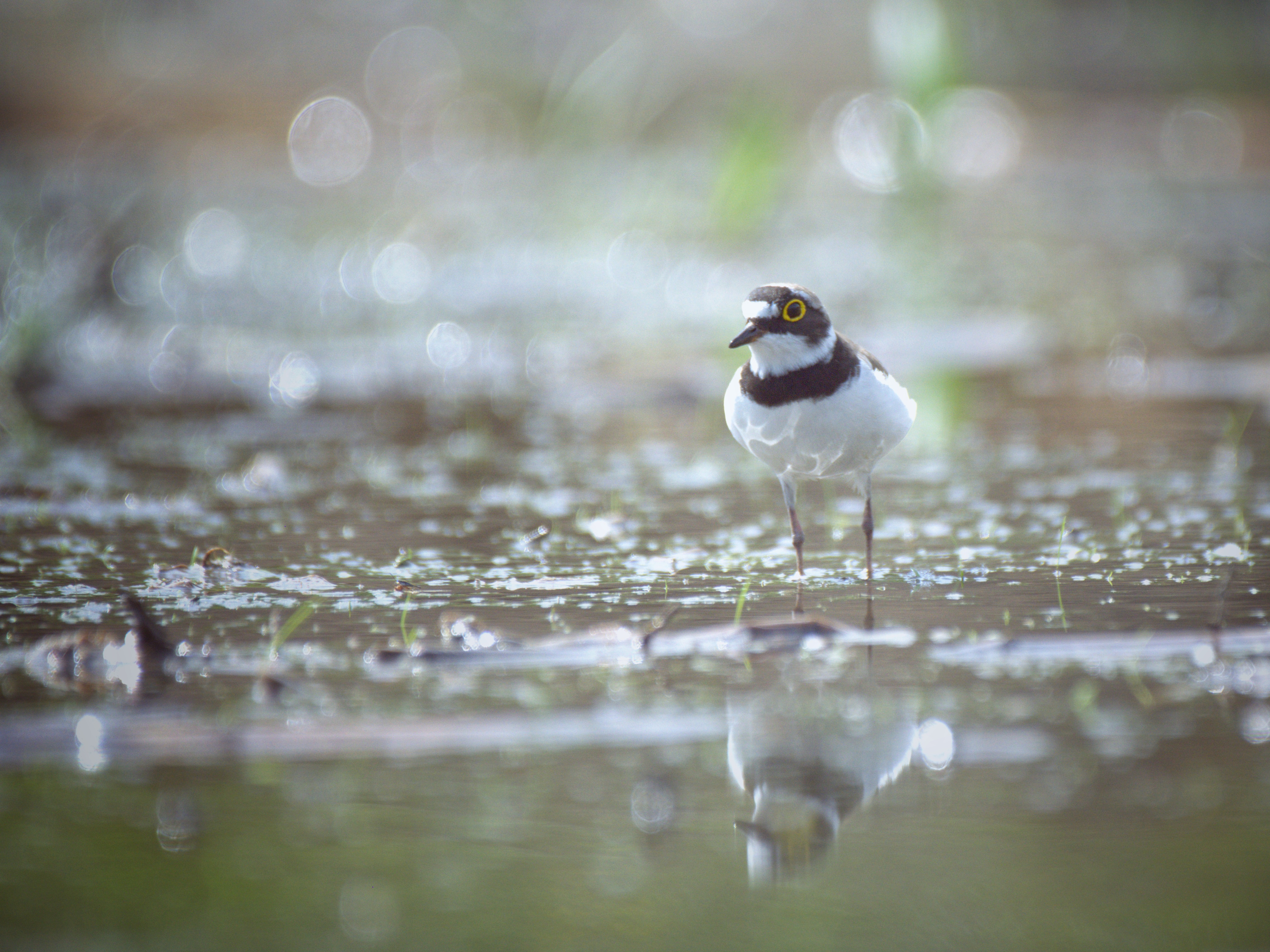 , Герчев Николай