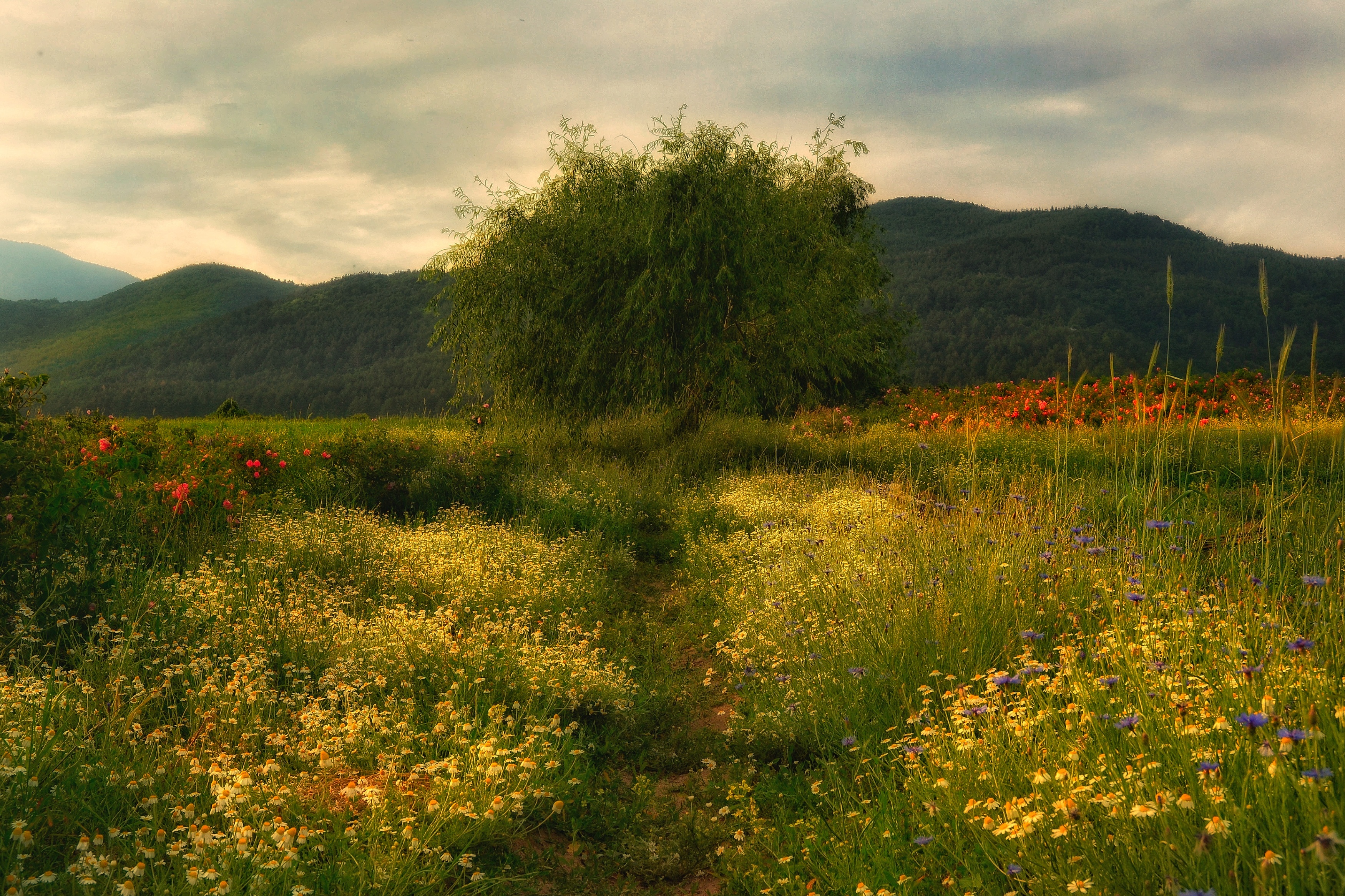 , Юлияна Стоянова