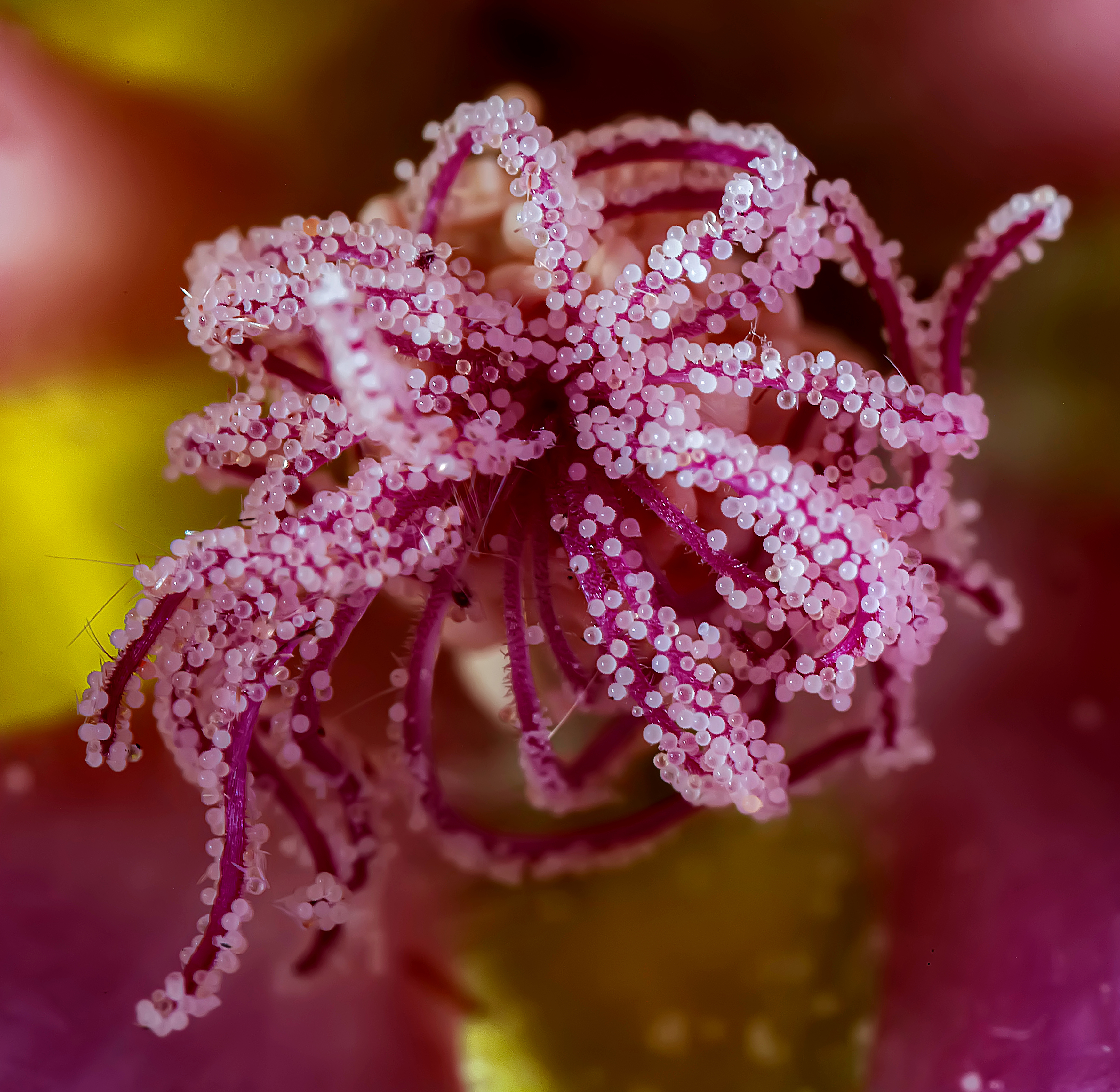 растения, тычинки мальвы, лето, Широких Александр