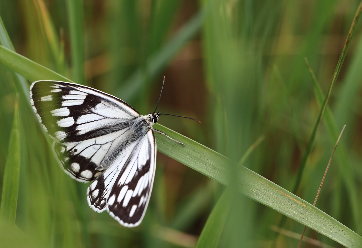 бабочка  пестроглазка melanargia halimede, Евгений Слободской