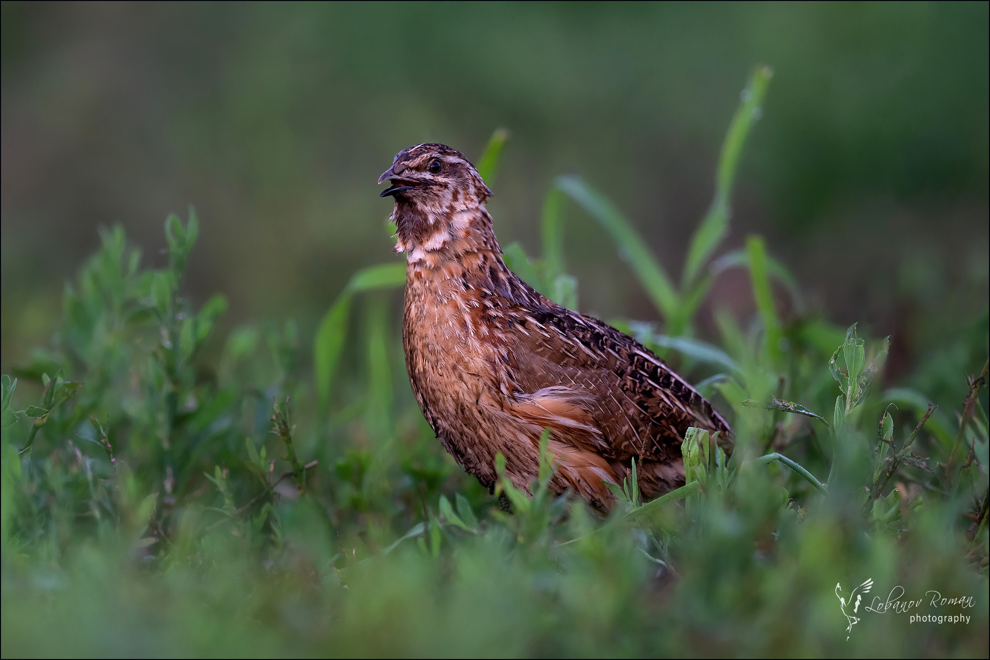 , Лобанов Роман