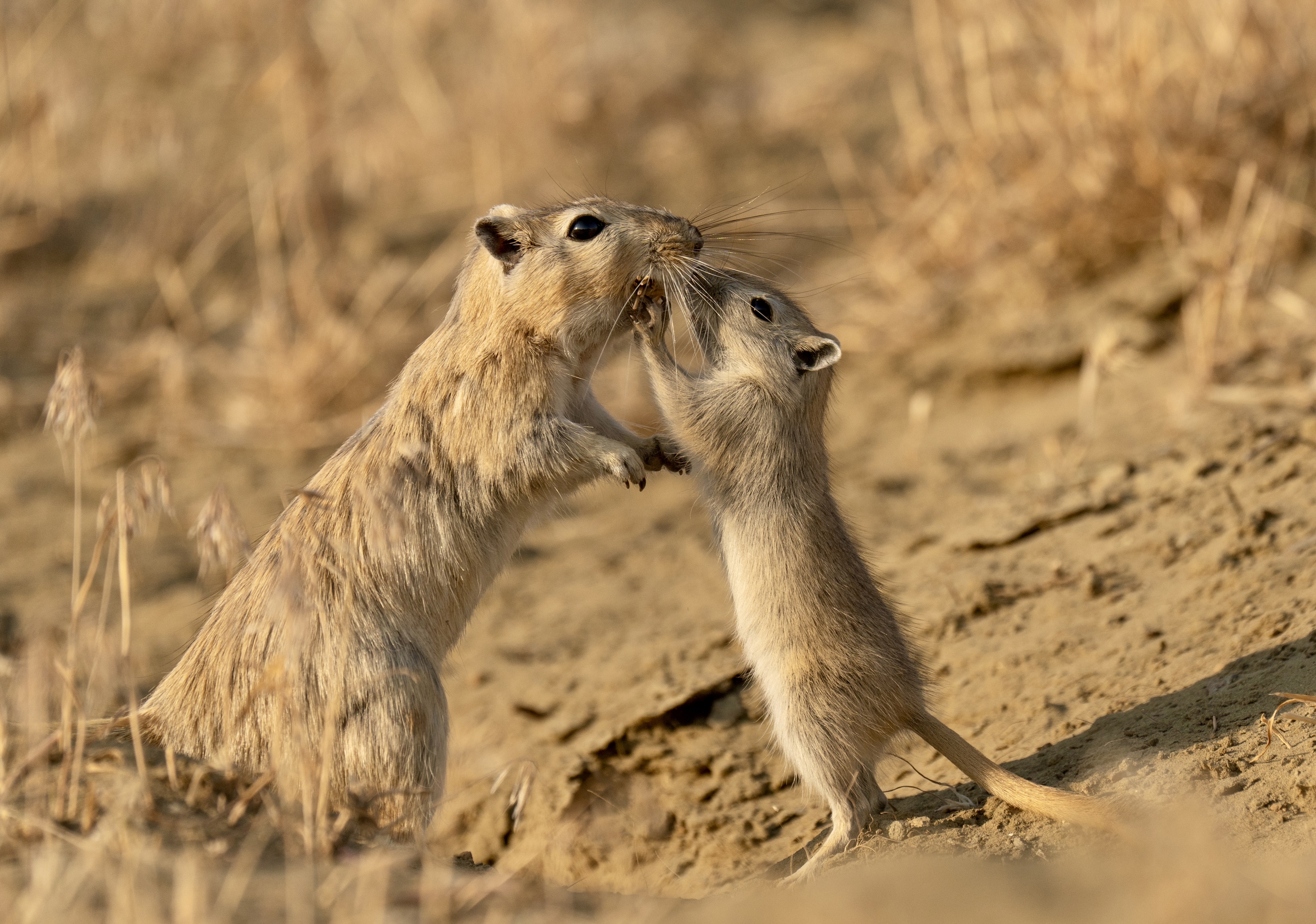 , Владимир Цветов