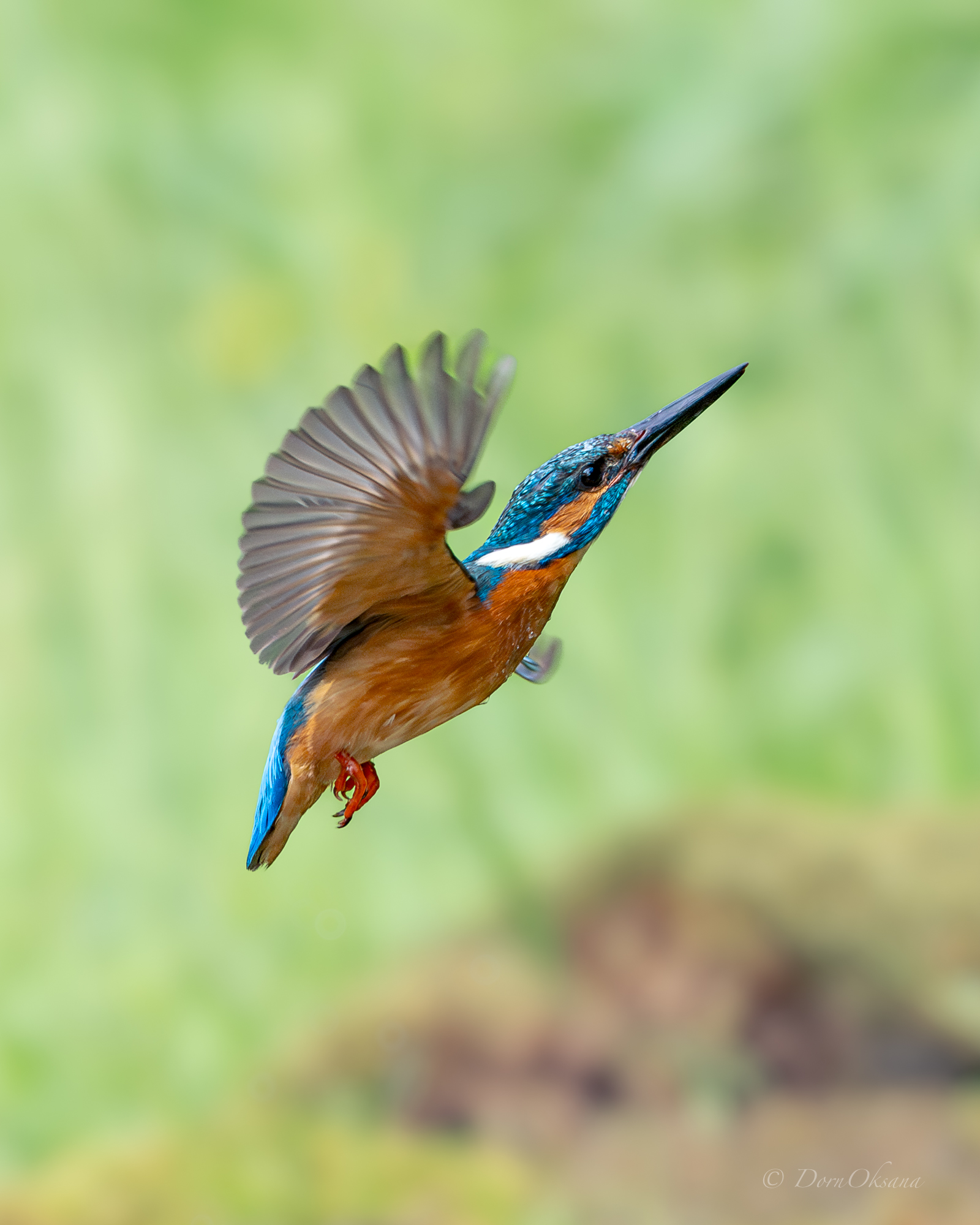 зимородок, птица, в, полете, kingfisher, bird, in, flight, Дорн Оксана