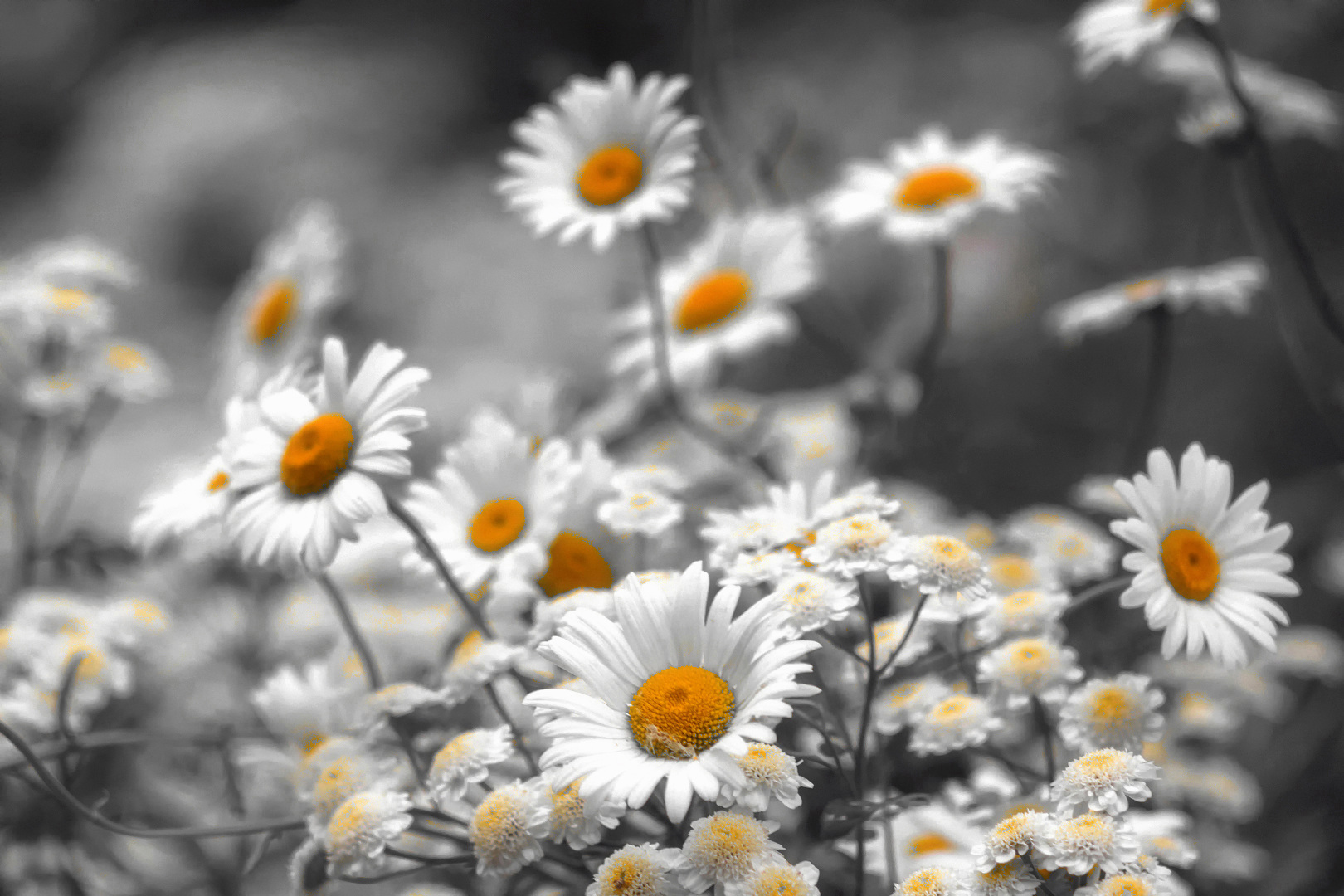 ромашки, Александр Канцур