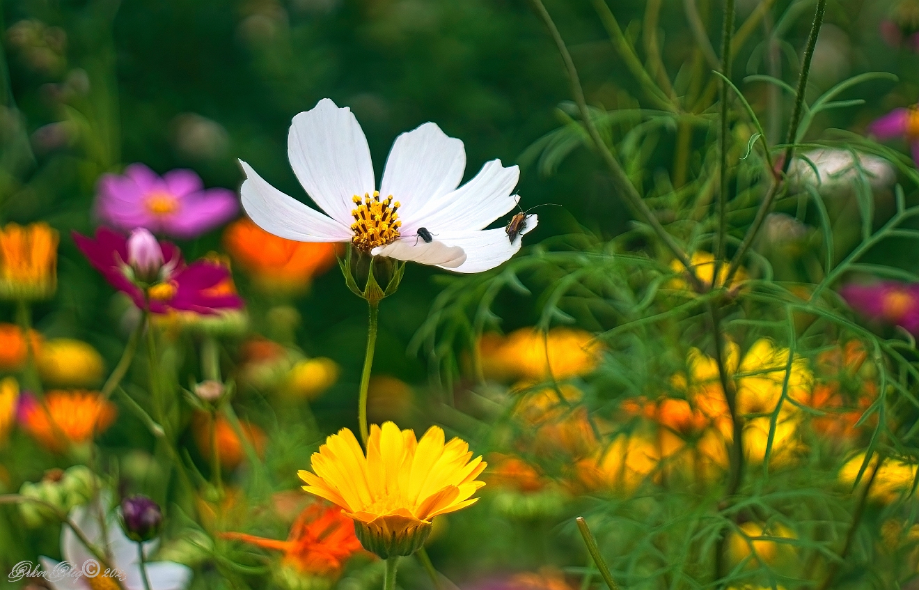 , Орлов Олег