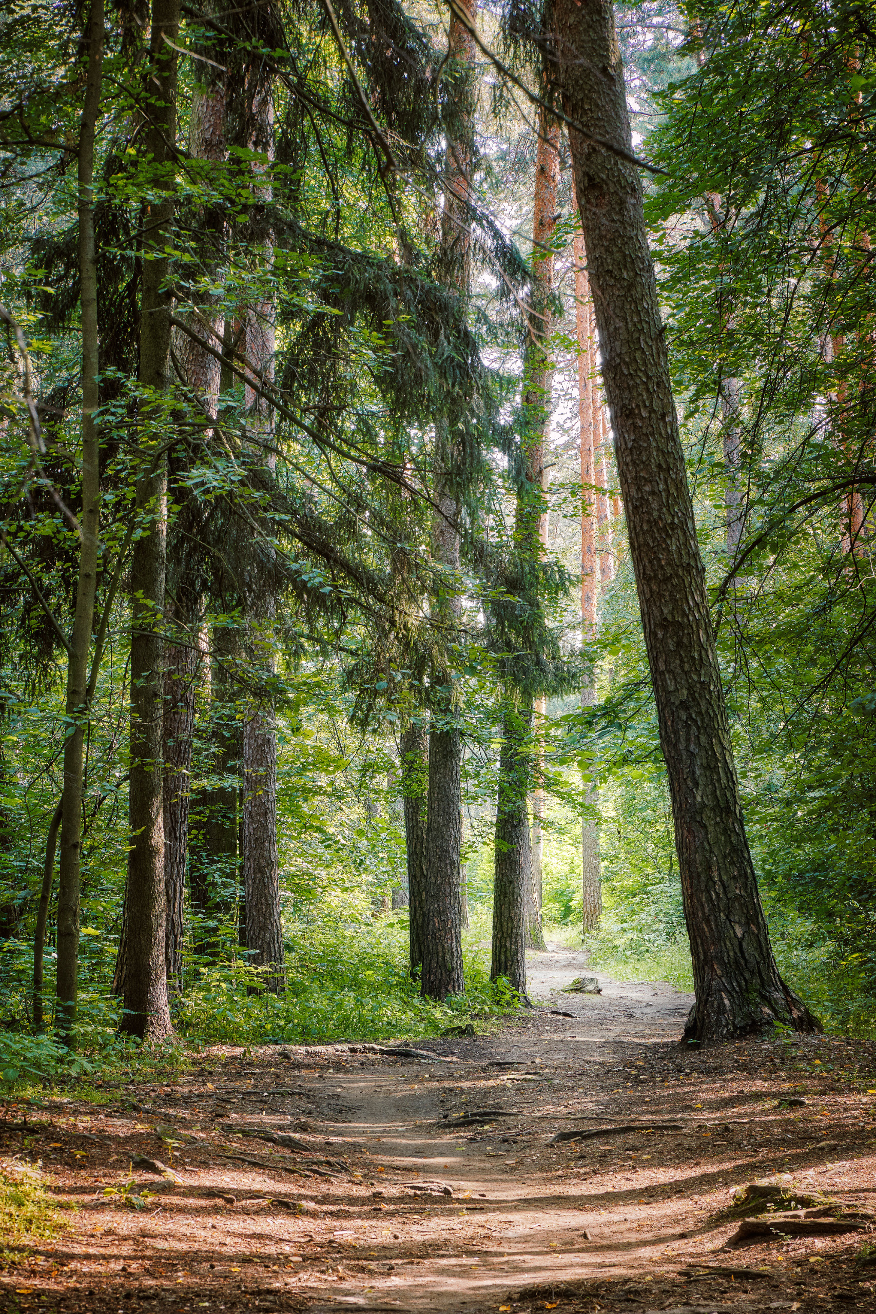 лес, деревья, листва, свет, Валерий Вождаев