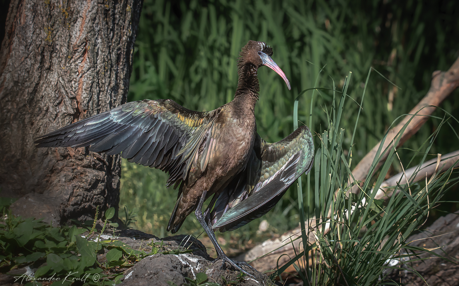 каравайка, ибис, plegadi falcinellus, Круль Александр