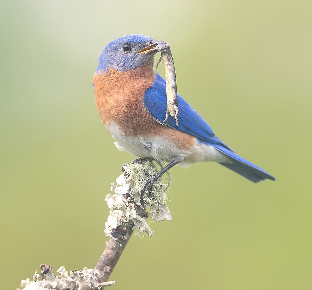 восточная сиалия, eastern bluebird,bluebird, Etkind Elizabeth