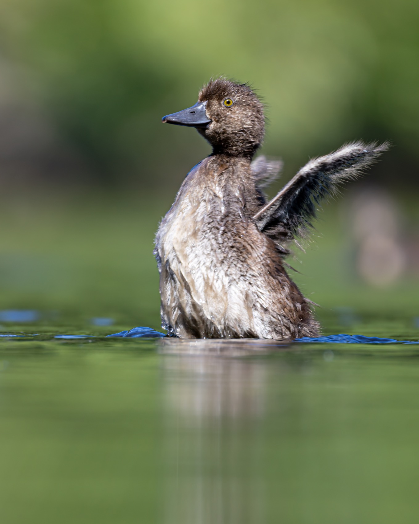 нырок, хохлатая чернеть, утка, птицы, утенок, Руслан Pl