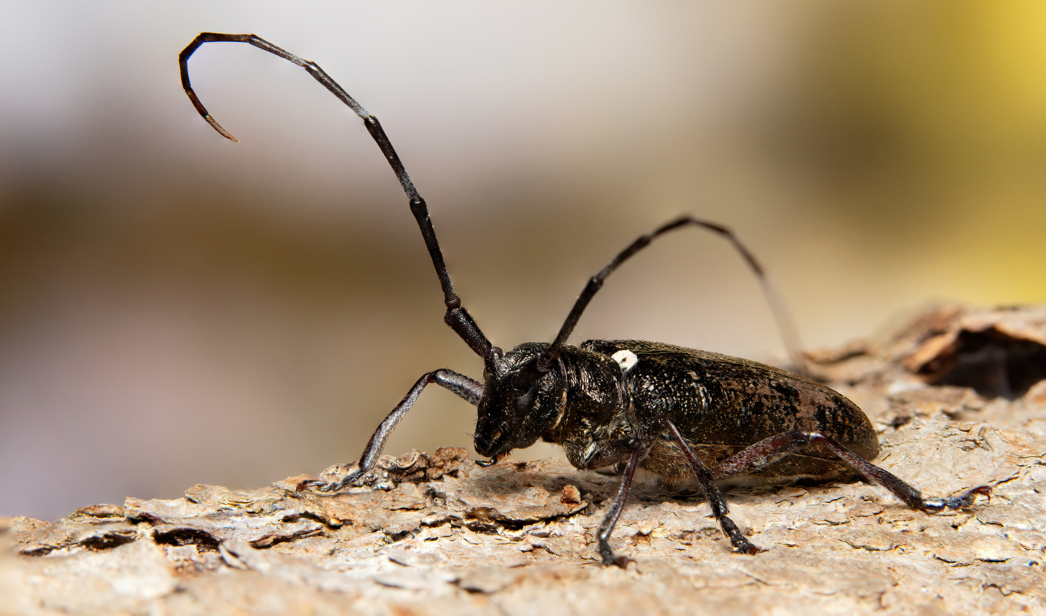 макрофото, макрофотографии, фотомакро, насекомые, макромир, макрофотограф, макроаддикт, макро_мир, naturelovers, naturelover, naturephotography, macrolove, macro_love, biodiversity, macrophotography, macro, macronature, entomology, arthropods, arthropod, ,  Stephane