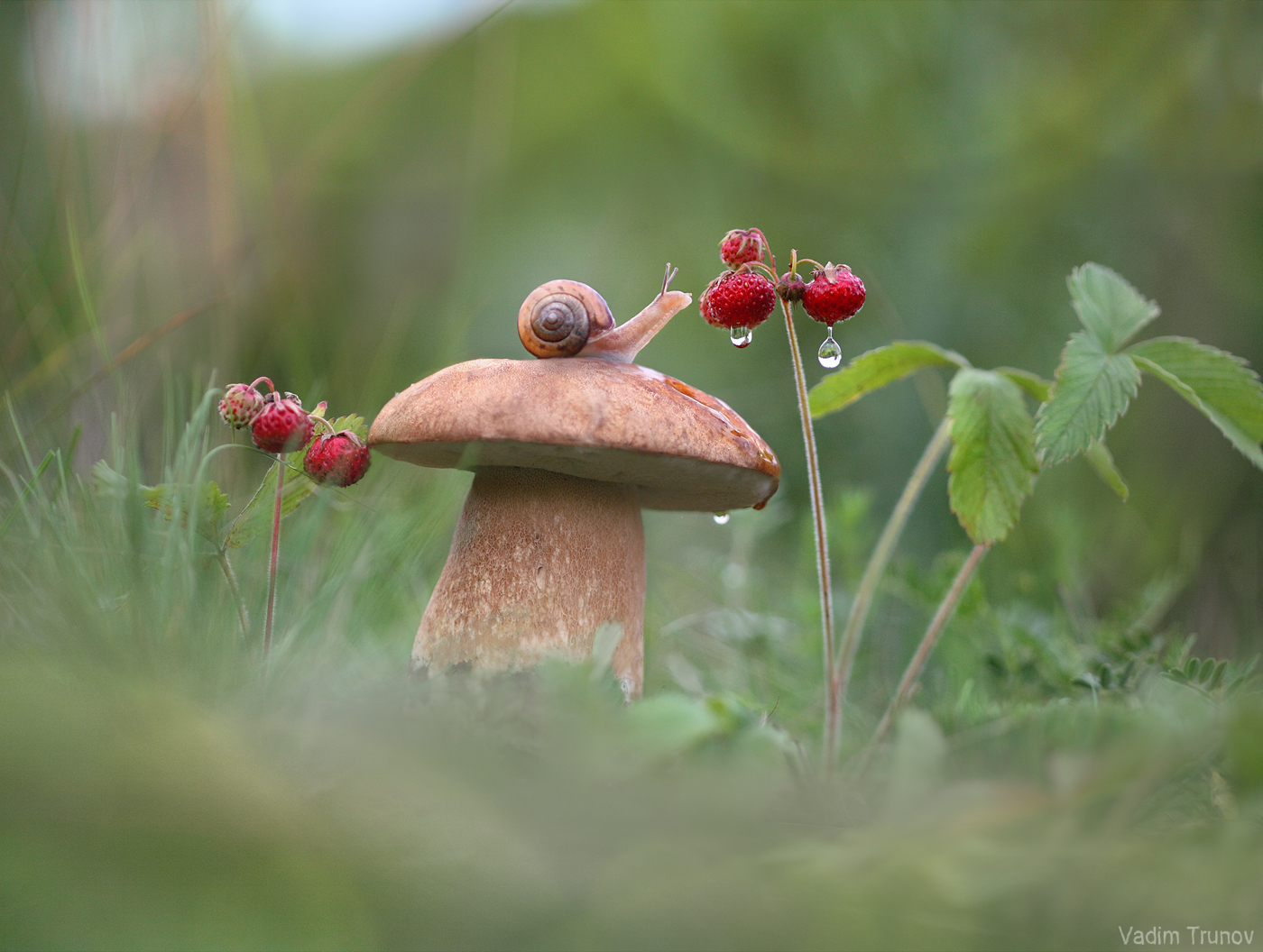 улитка, гриб, земляника, Вадим Трунов