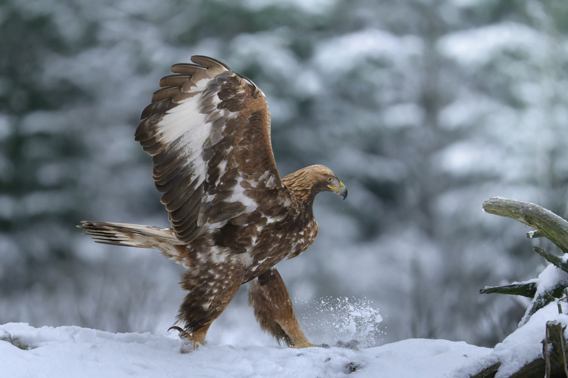 , Фабричный Роман