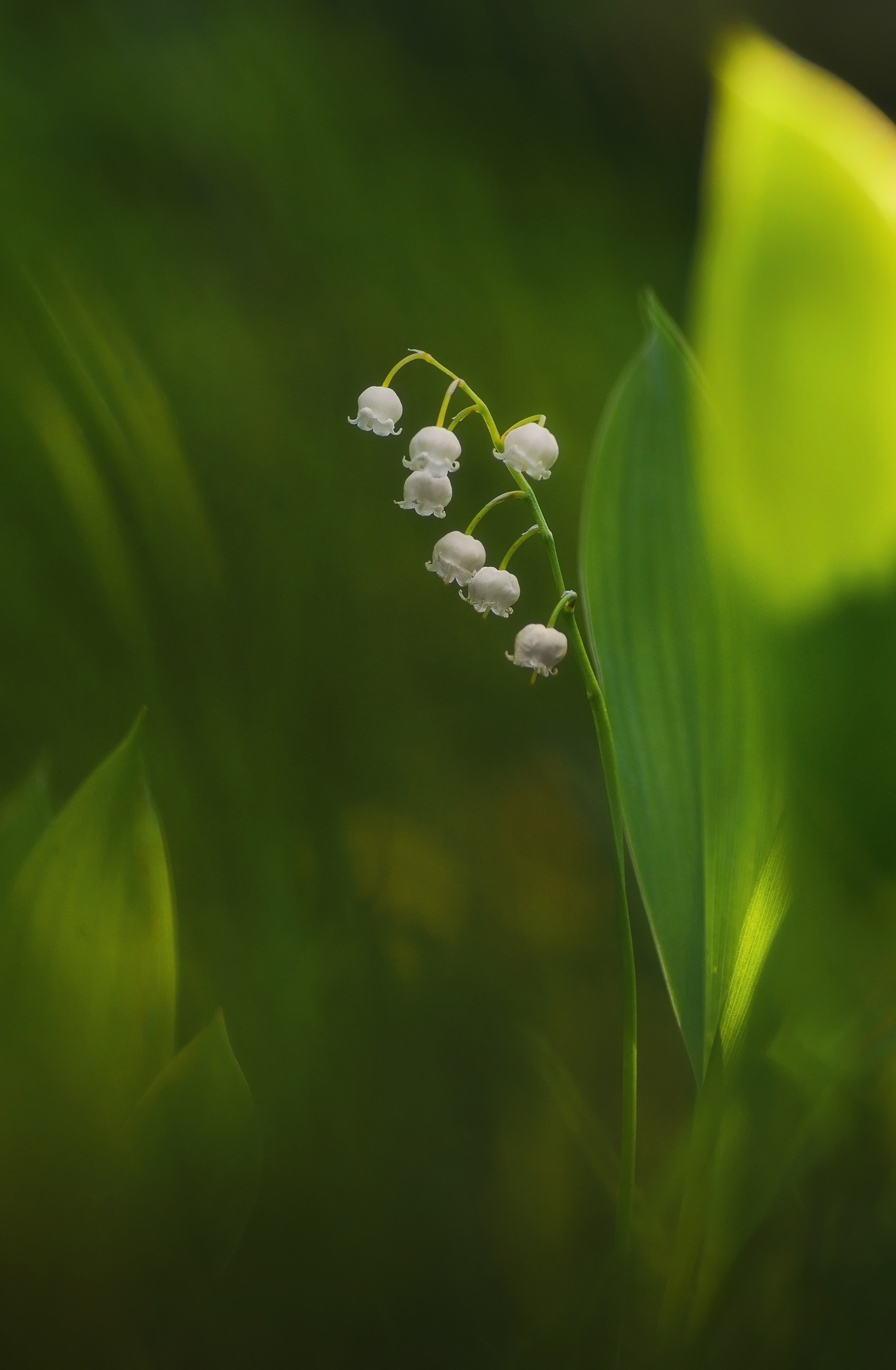 , Панова Зоя